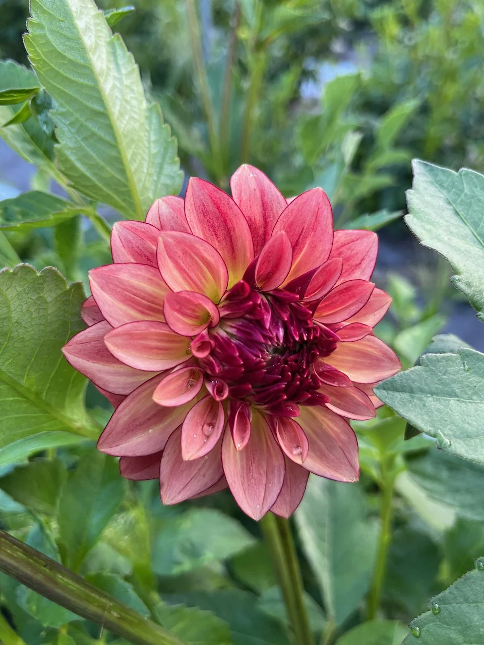 KA's Mocha KatieIMG_4677.jpeg