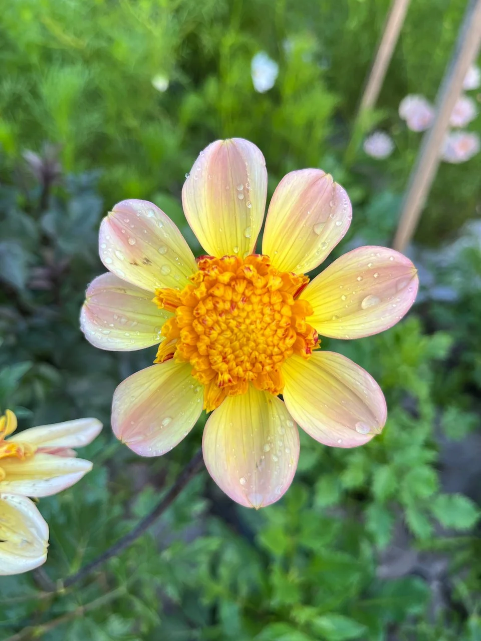 Bloomquist Golden IMG_4695.jpeg