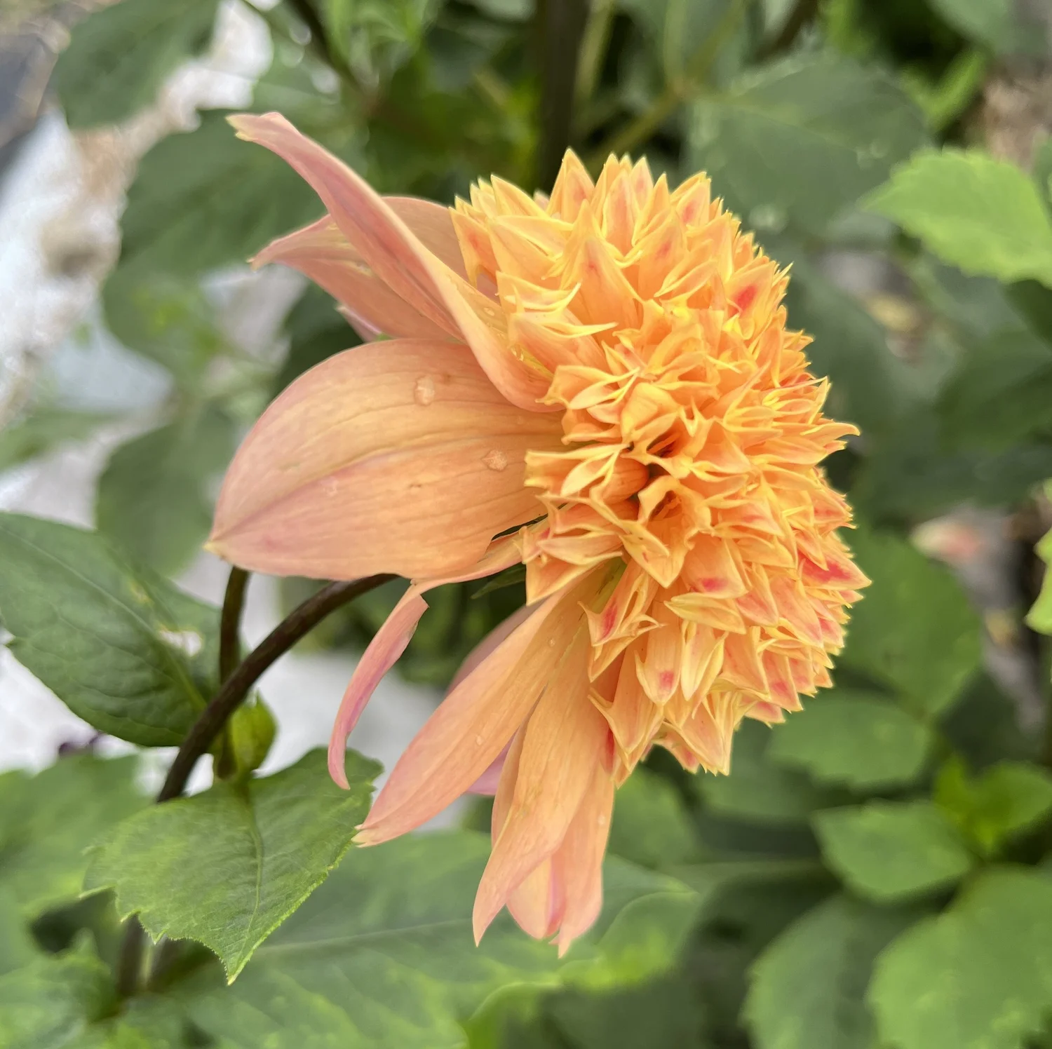 Dahlia 'Sandia Brocade' tubers — Blossoming Bough Flowers