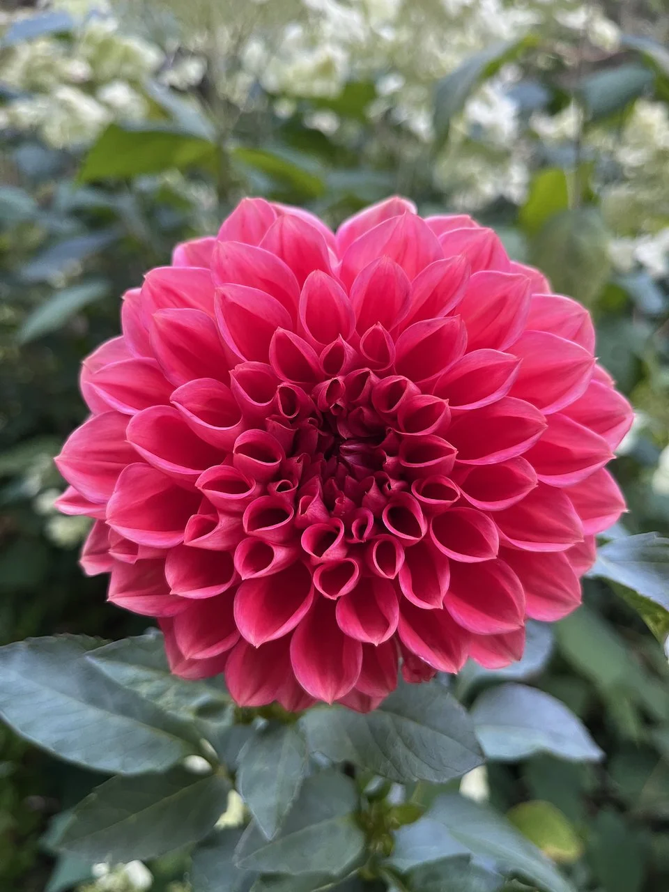 Tempest IMG_7559.jpeg