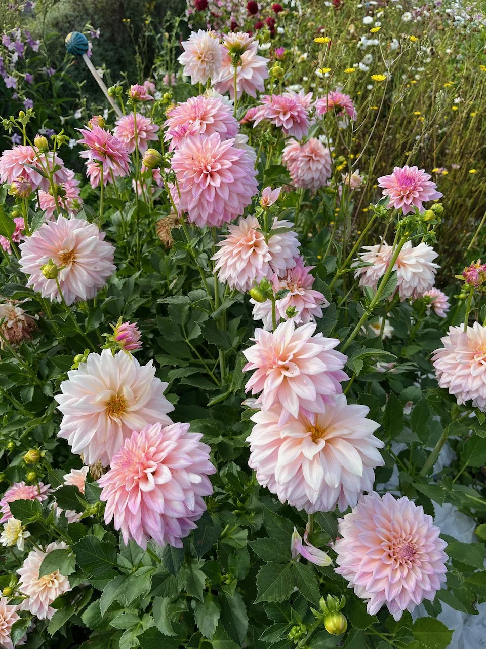 KA's Mocha Jake IMG_4931.jpeg