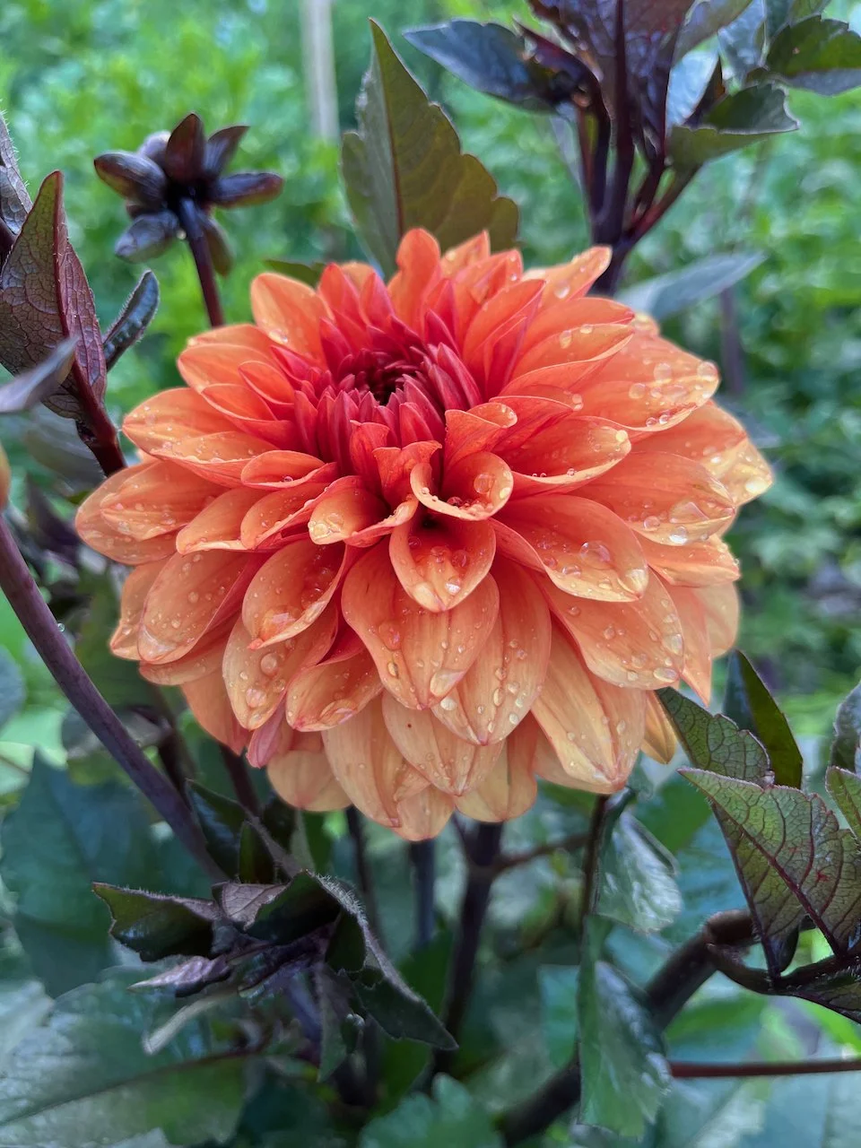 David Howard IMG_4692.jpeg