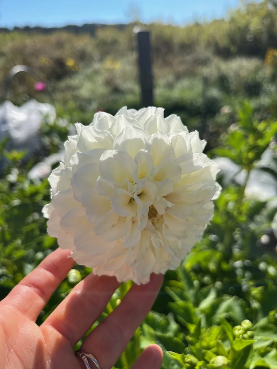 Irish Ruffles IMG_7585.jpeg