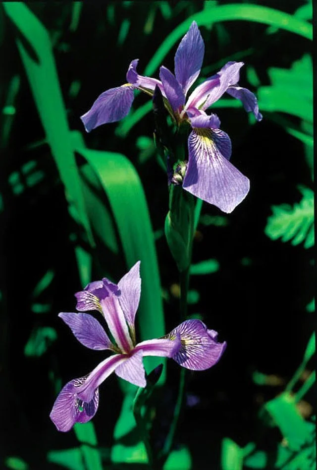 Iris_versicolor_quebec_0.jpeg