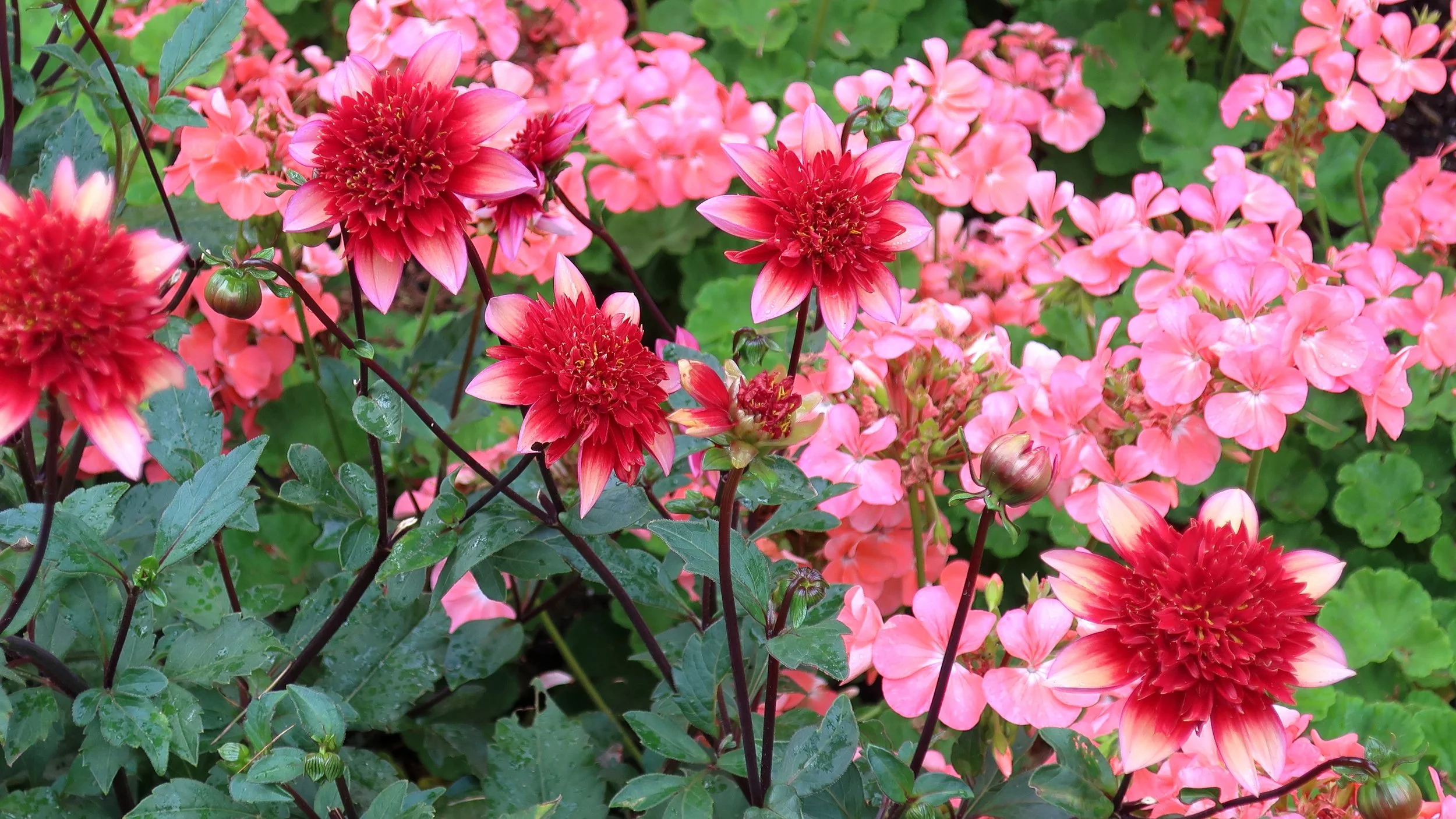 Gitty Up wikimedia.jpeg