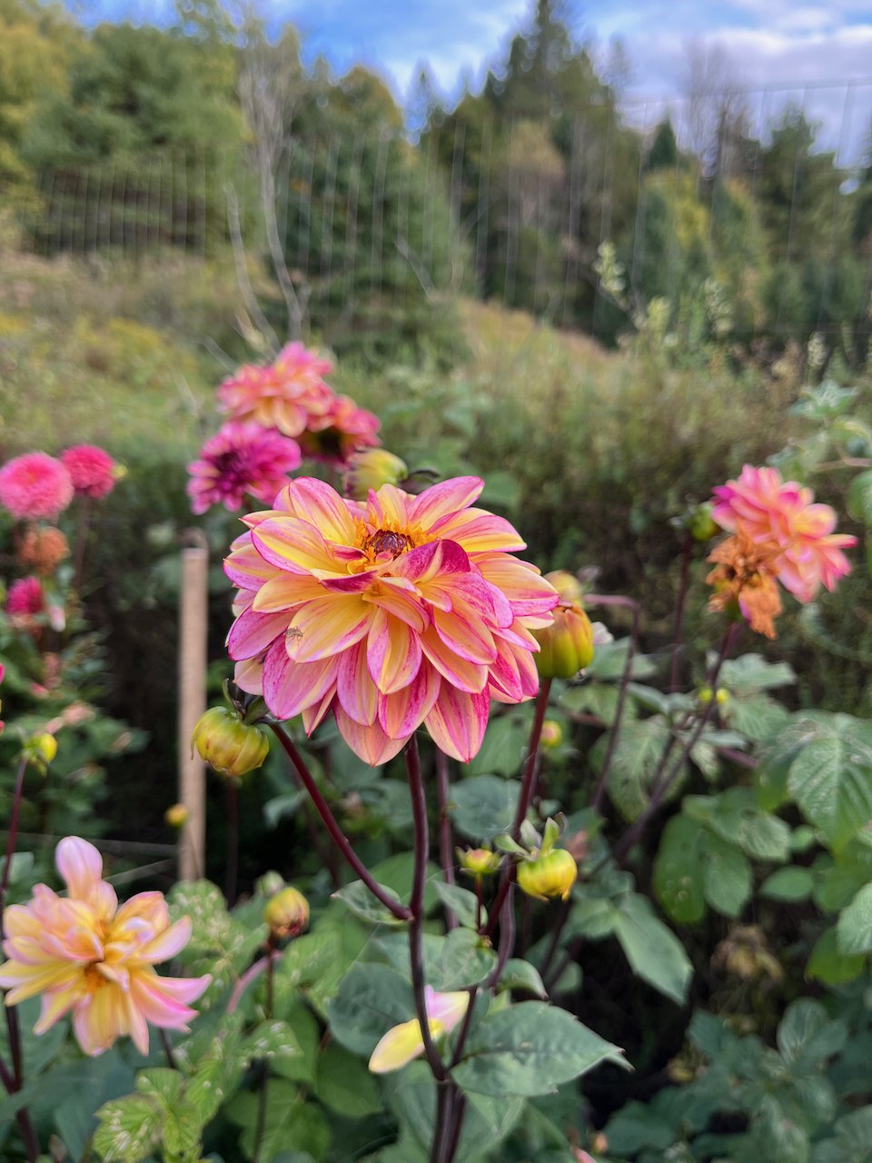 Muchacha IMG_4930.jpeg