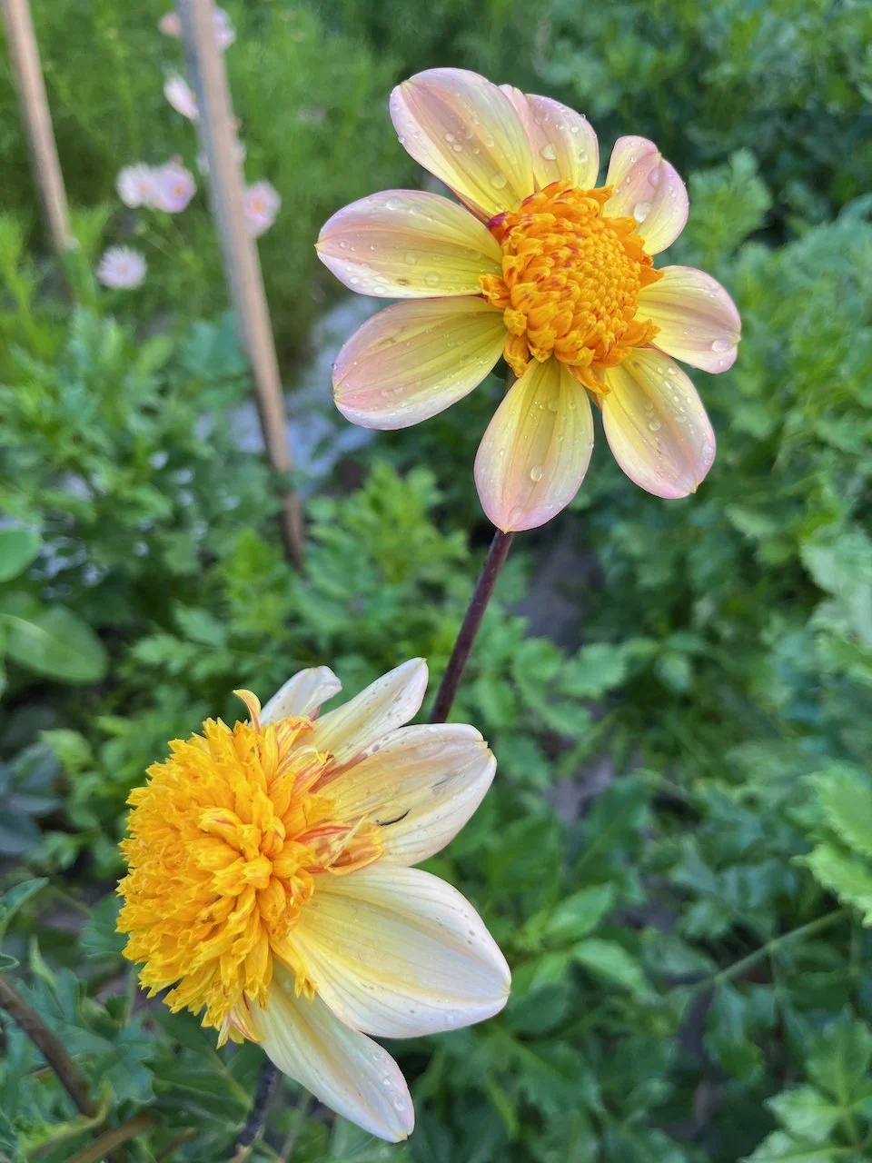 Bloomquist Golden IMG_4694.jpeg