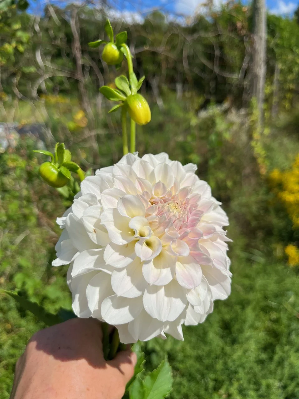 Irish Ruffles IMG_7304.jpeg