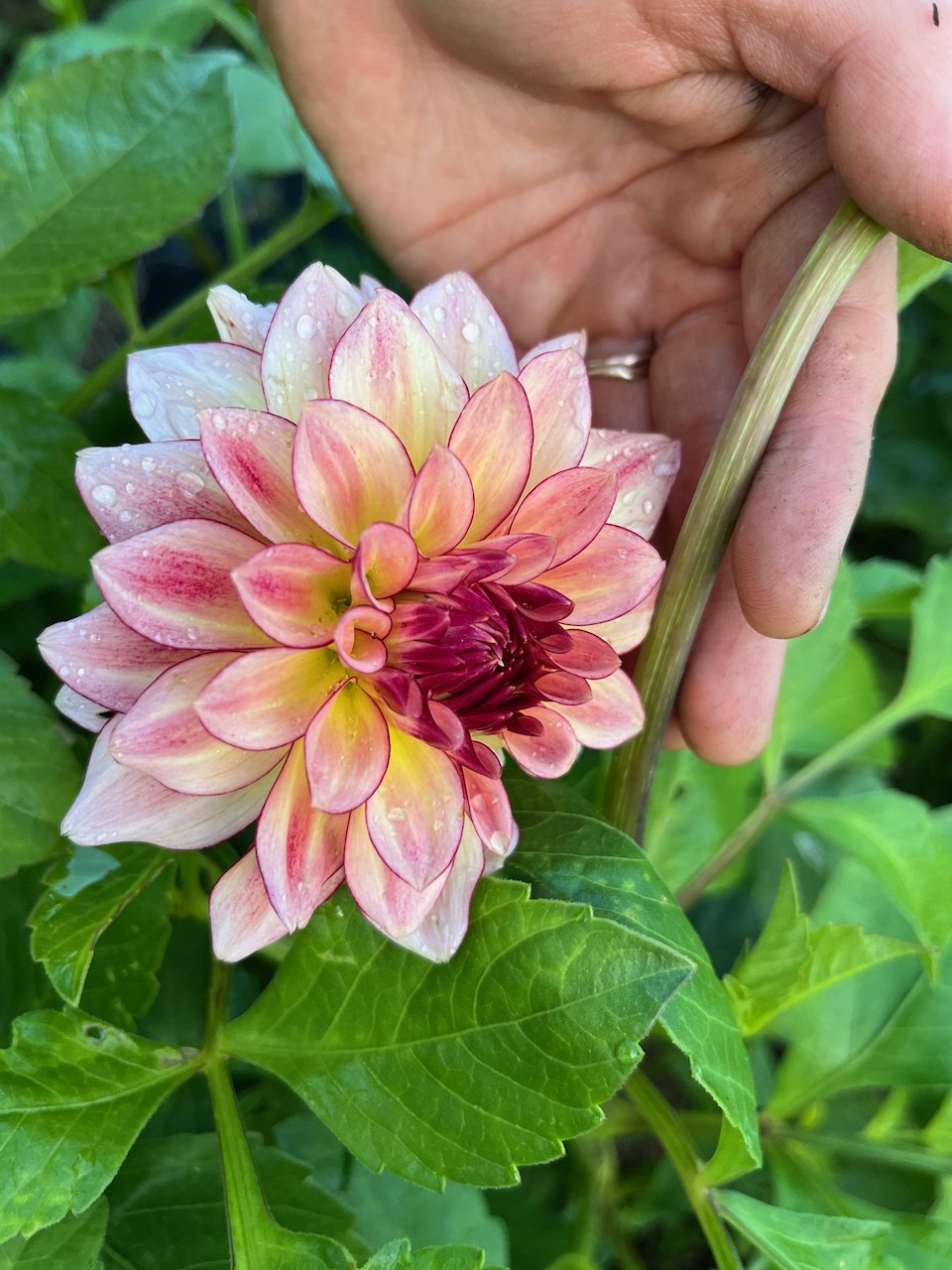 KA's Mocha KatieIMG_4678.jpeg