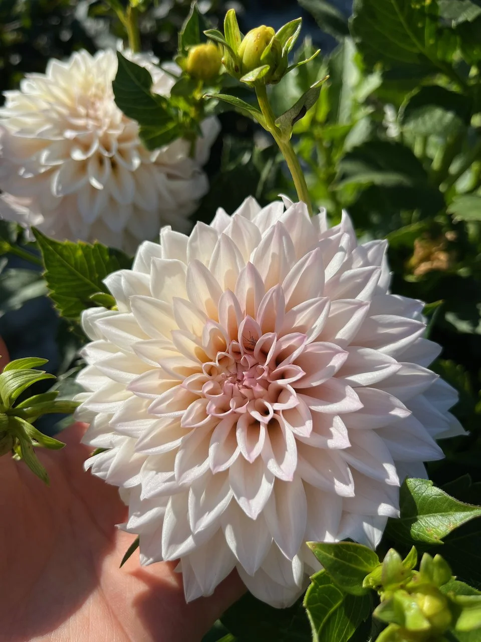 KA's Mocha Jake IMG_7619.jpeg