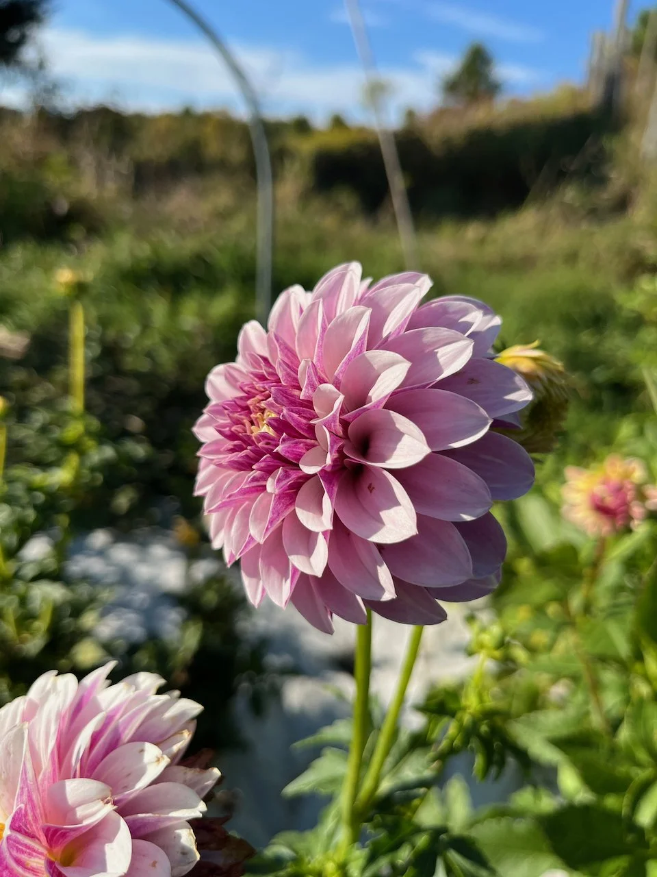 Salish Twilight Girl IMG_7622.jpeg