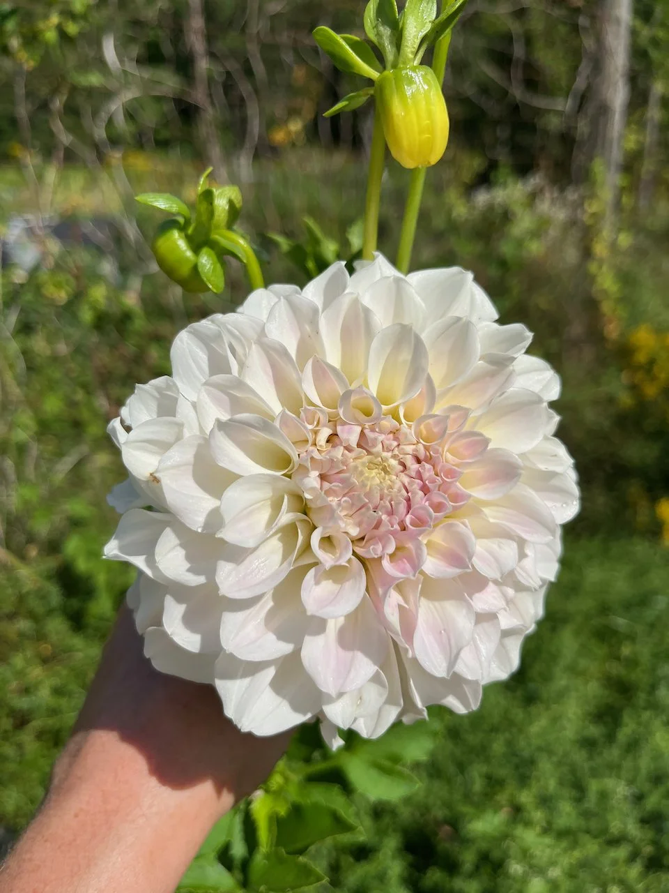 Irish Ruffles IMG_7303.jpeg