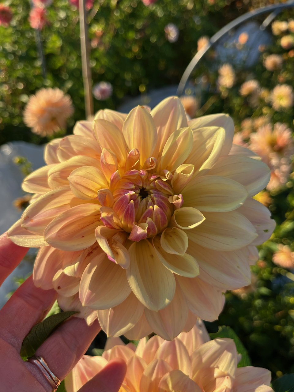 Wyn's New Pastel IMG_4990.jpeg