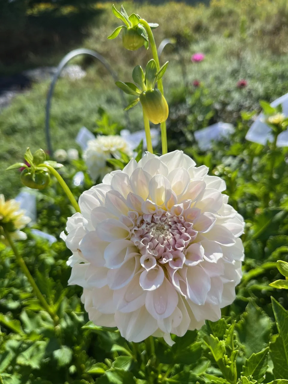 Irish Ruffles IMG_7299.jpeg