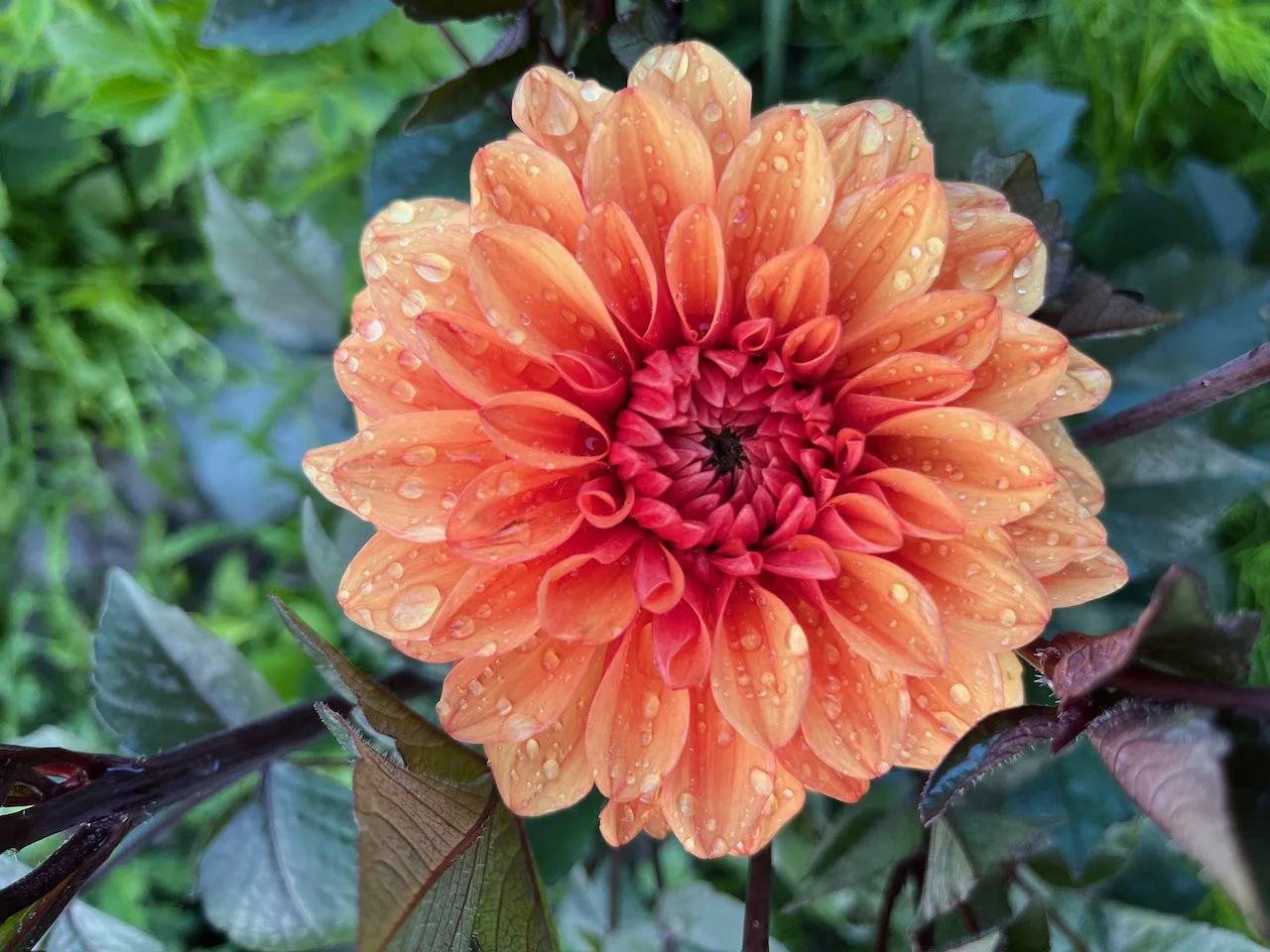 David Howard IMG_4690.jpeg