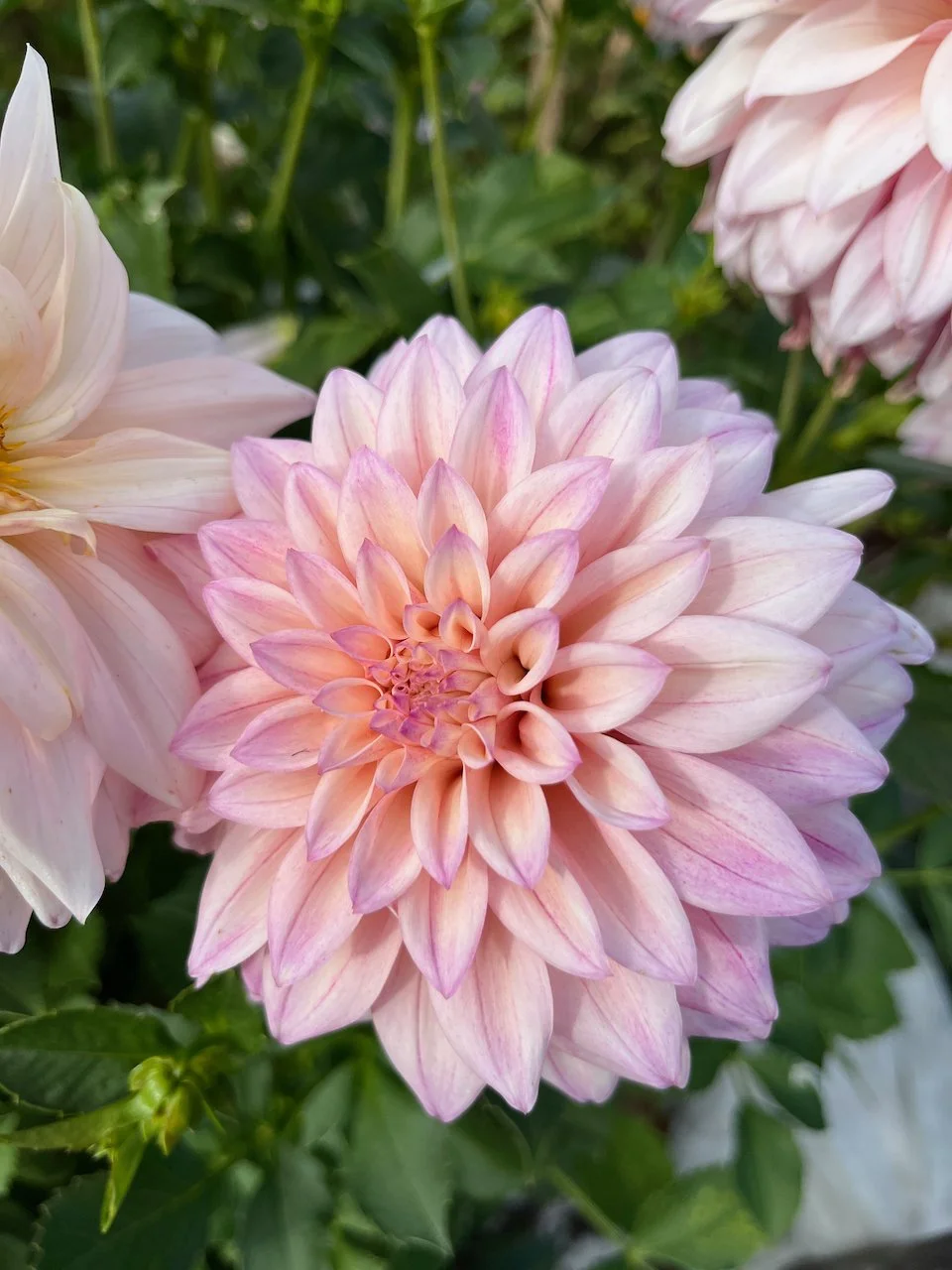 KA's Mocha Jake IMG_4932.jpeg