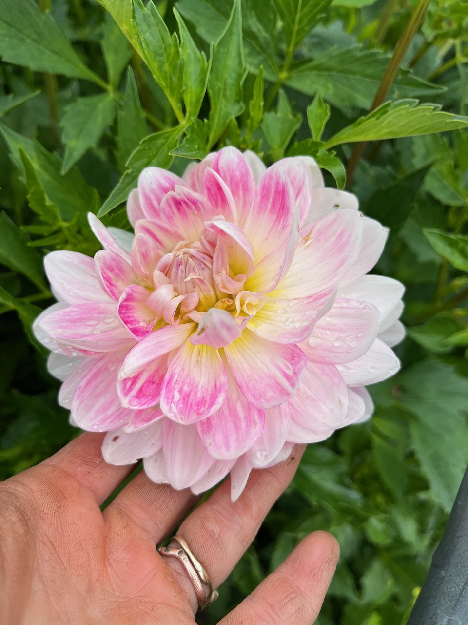 Kelgai Ann IMG_7438.jpeg