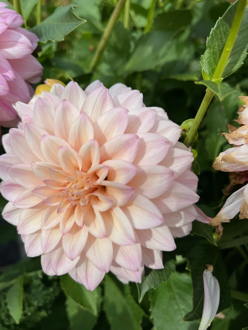 KA's Mocha Jake IMG_4934.jpeg