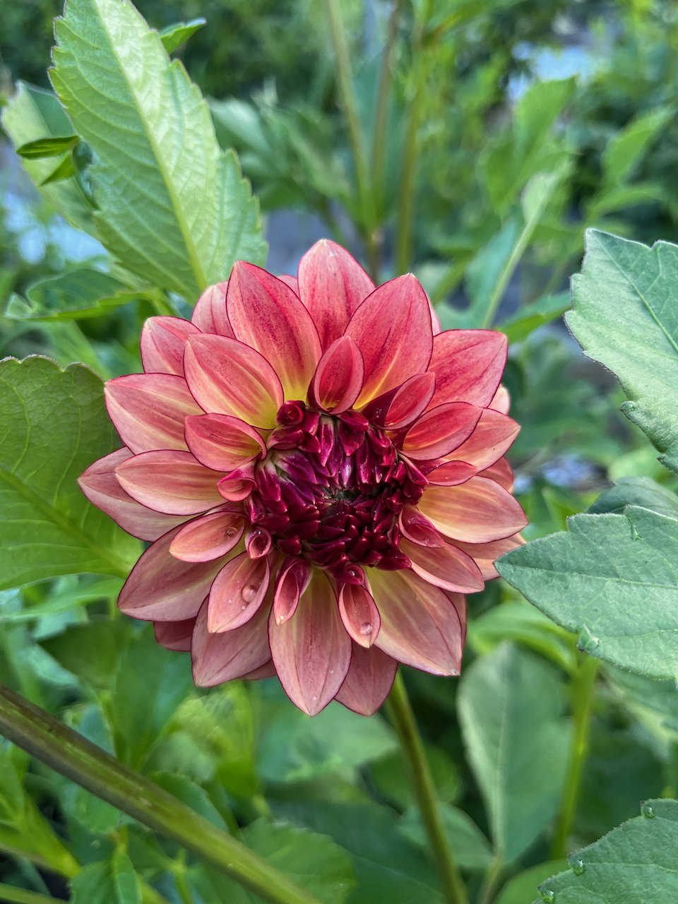 KA's Mocha Katie IMG_4676.jpeg