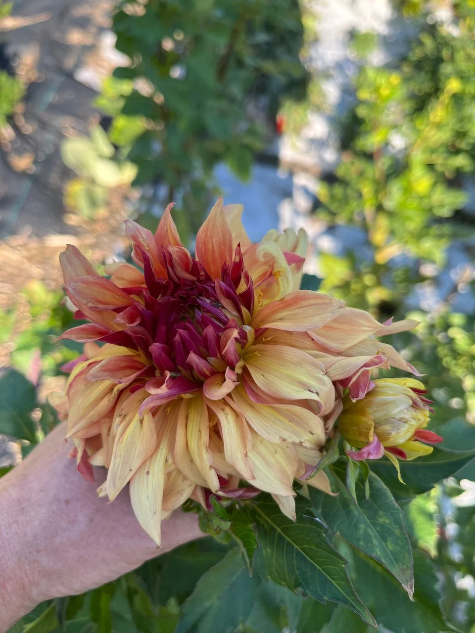 Erperler Ley IMG_7631.jpeg