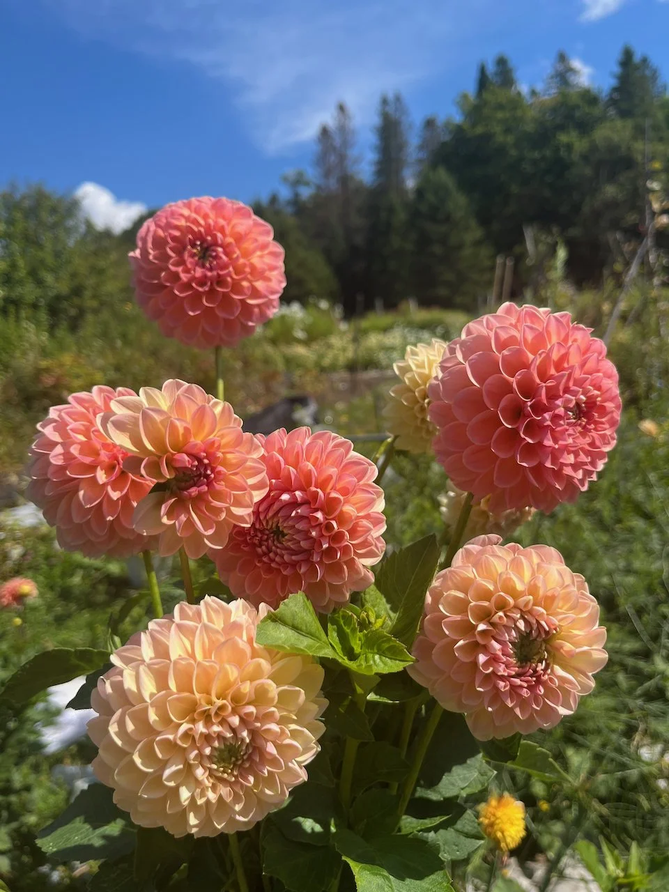 Linda's Baby IMG_7462.jpeg