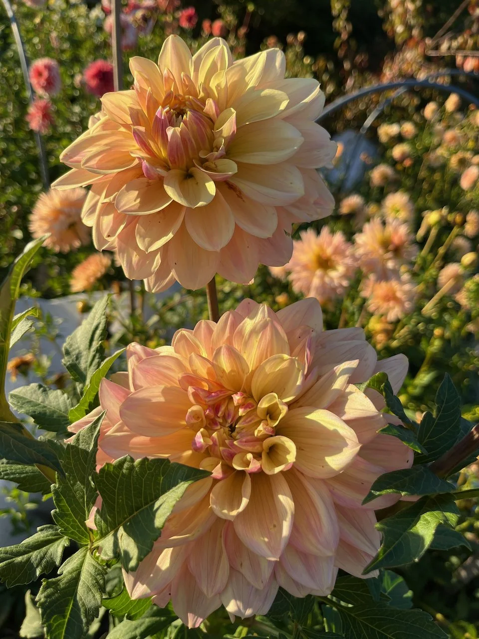 Wyn's New Pastel IMG_4989.jpeg