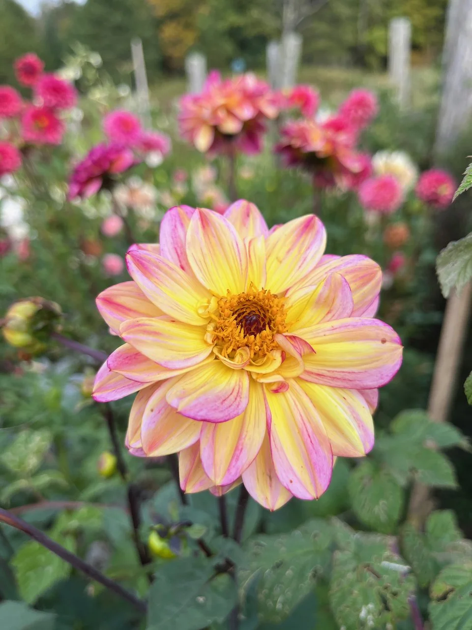 Muchacha IMG_4929.jpeg