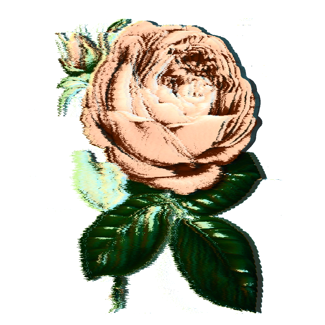 NV logo - rose 2.png