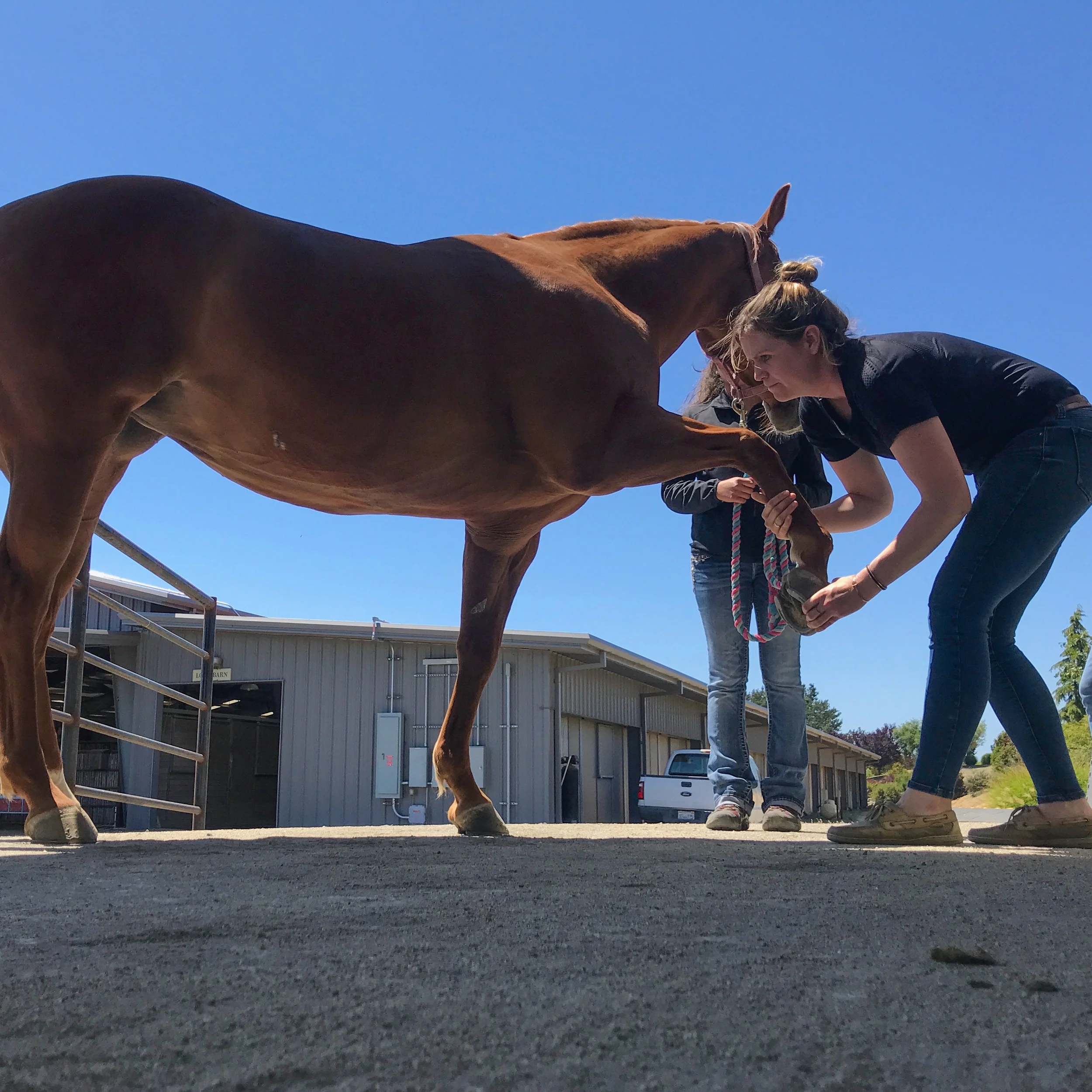 Soundness Exams and Bodywork.jpg