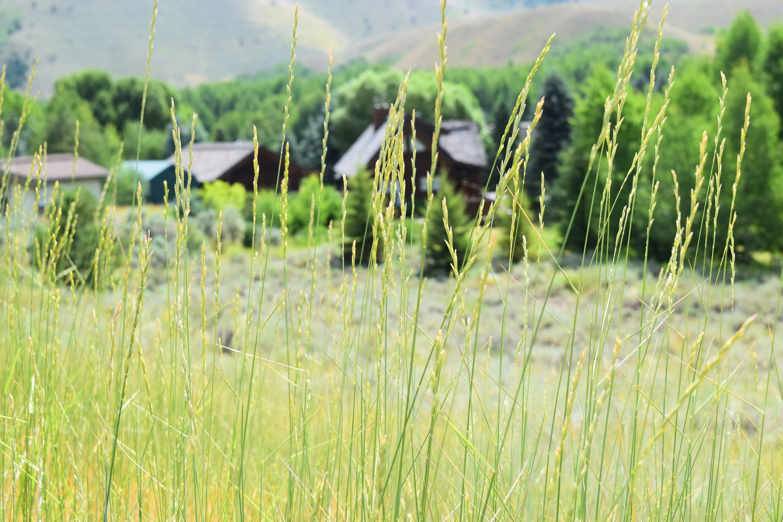 Summer 2018: Natural Landscapes