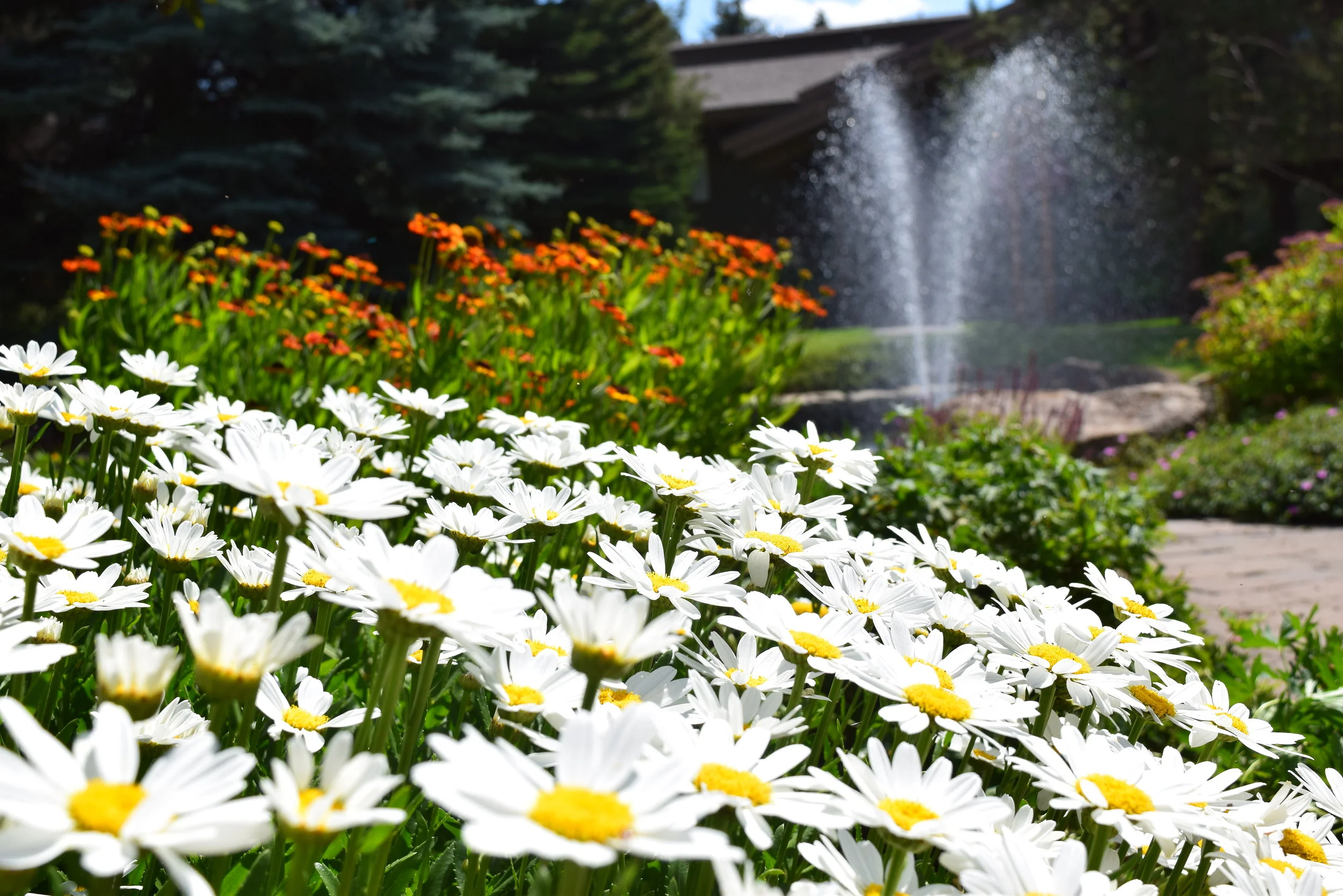 Summer 2018: Flowers and Landscape Maintenance 