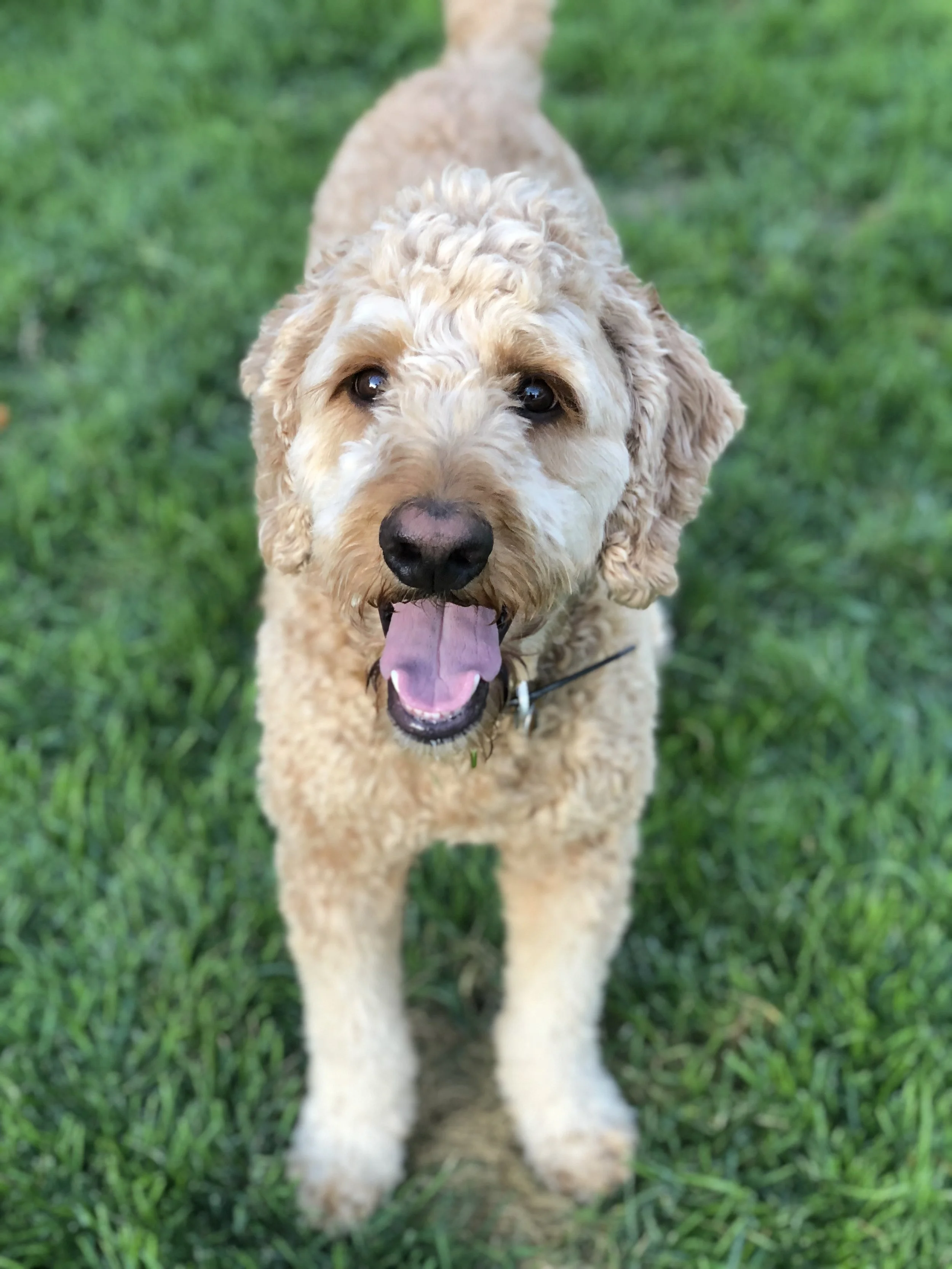 About — Utah Goldendoodles
