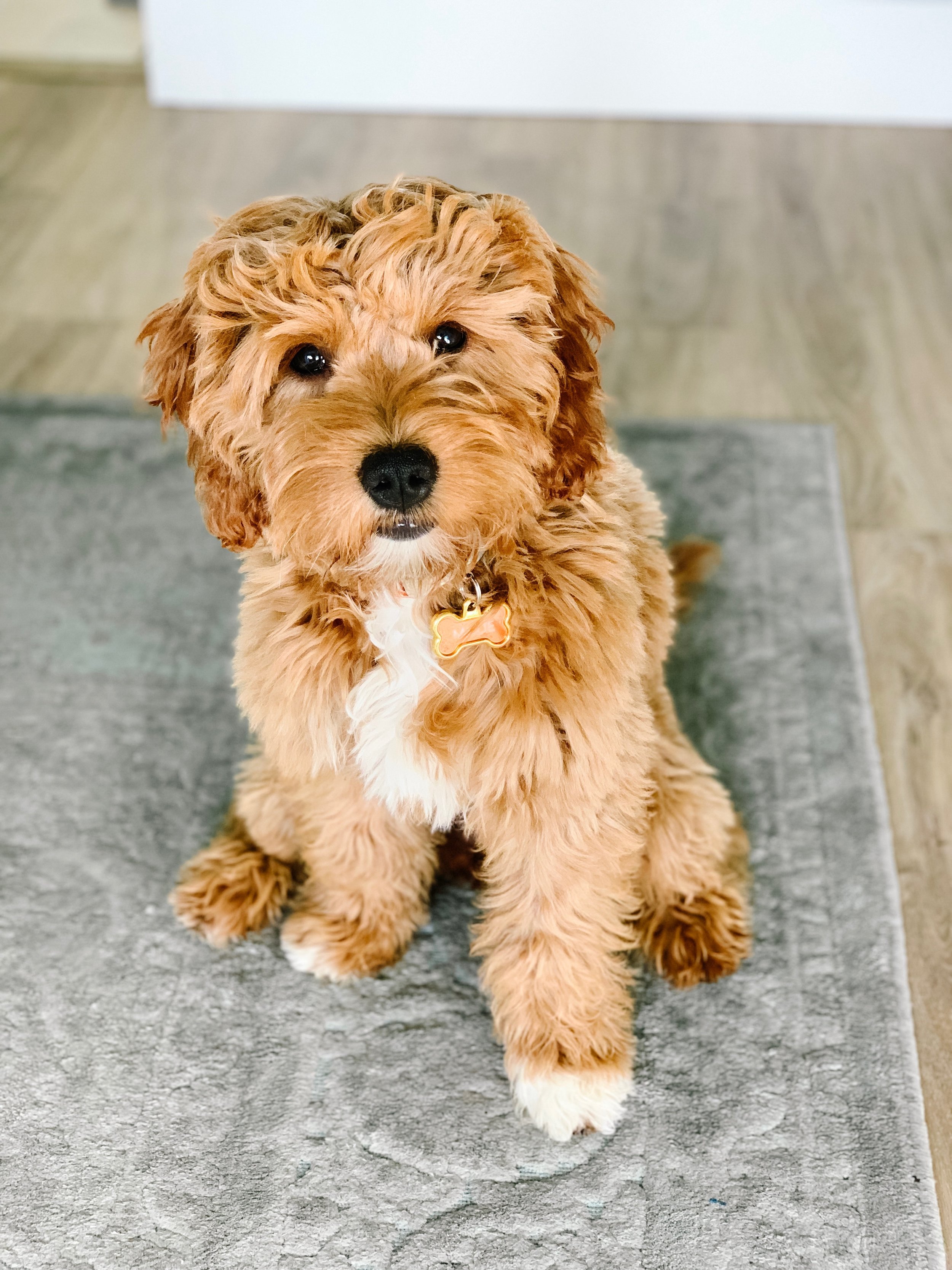 petite goldendoodle