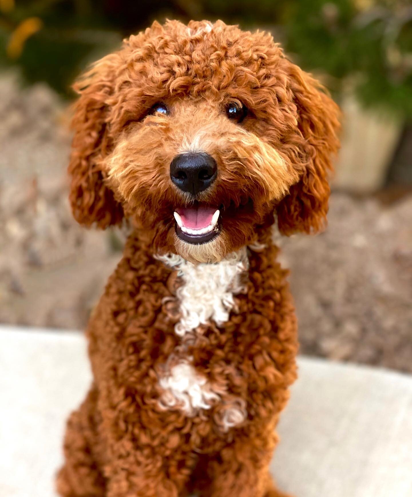 Introducing Nashville ❤️🐶❤️ Nash is a Intense Red, fully furnished, health cleared, abstract, hidden phantom. He will produce beautiful: Aussiedoodles, Bernedoodles, Sheepadoodles, Goldendoodles, Labradoodles, Cavapoos and more. He is available for 
