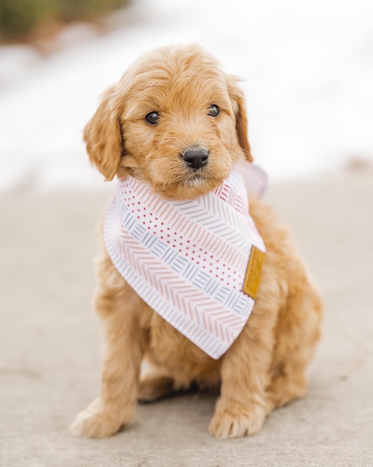 Santa 🎅🏼 | Standard Goldendoodle Male

Found an amazing home 🏡 

June + Jackie Chan had some amazing puppies, 10 puppies 👀 They are 6 weeks old and getting ready to head home soon. We can fly him to you using a flight nanny service if needed. 

S