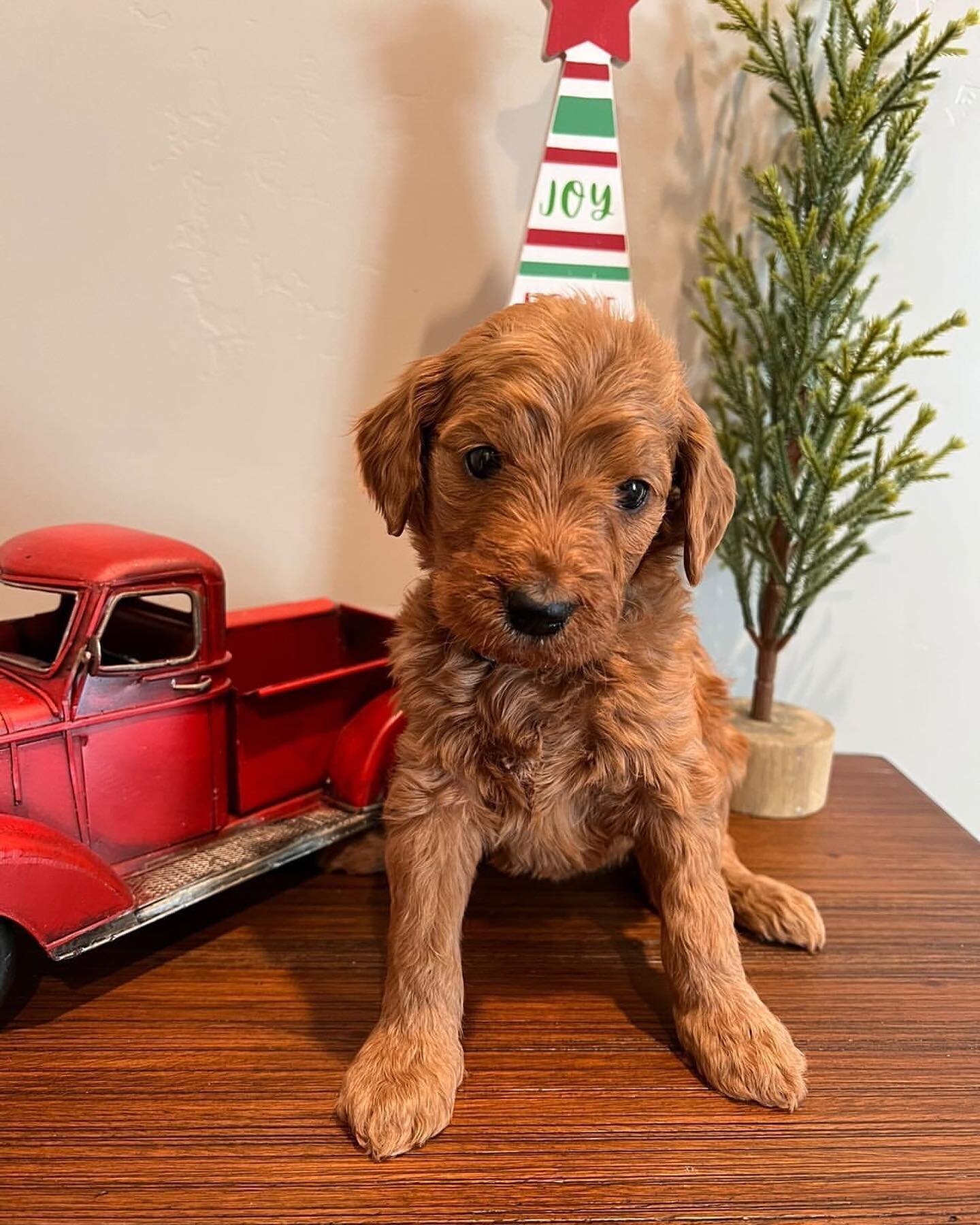 Standards Available 💚🤍❤️ We have 4 of the cutest Standard Goldendoodles available 😍 All are boys, I can send you videos. They are ready to go home in 2.5 weeks 🙌🏻 #utahgoldendoodles #standardgoldendoodle #puppies #merrychristmas #goldendoodlepup