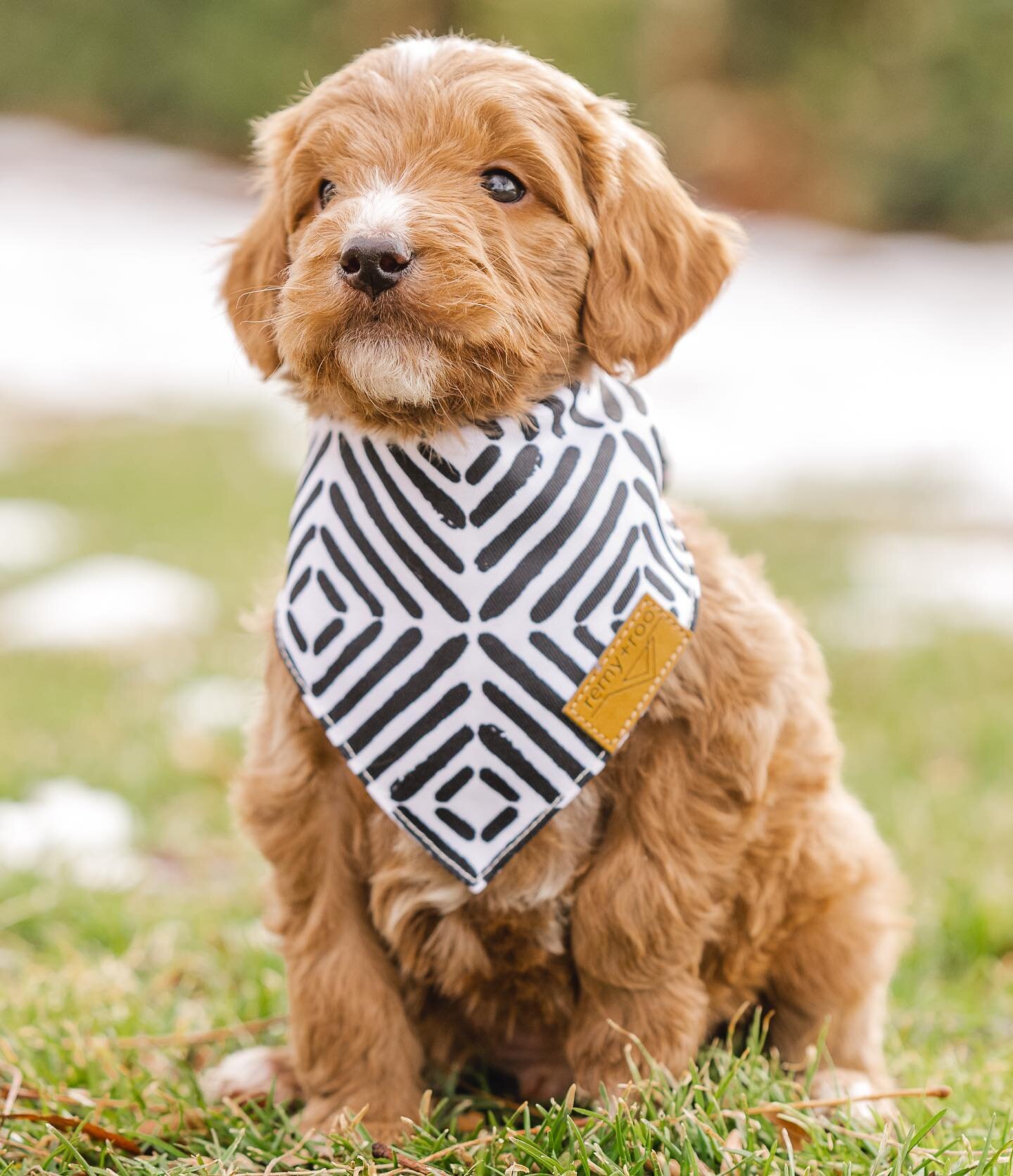 🥂 Cheers | F1 Standard Goldendoodle Male

Found an amazing home 🙌🏻

June + Jackie Chan had some amazing puppies, 10 puppies. They are six weeks old and getting ready to head home soon. We can fly them to you using a flight nanny service if needed.