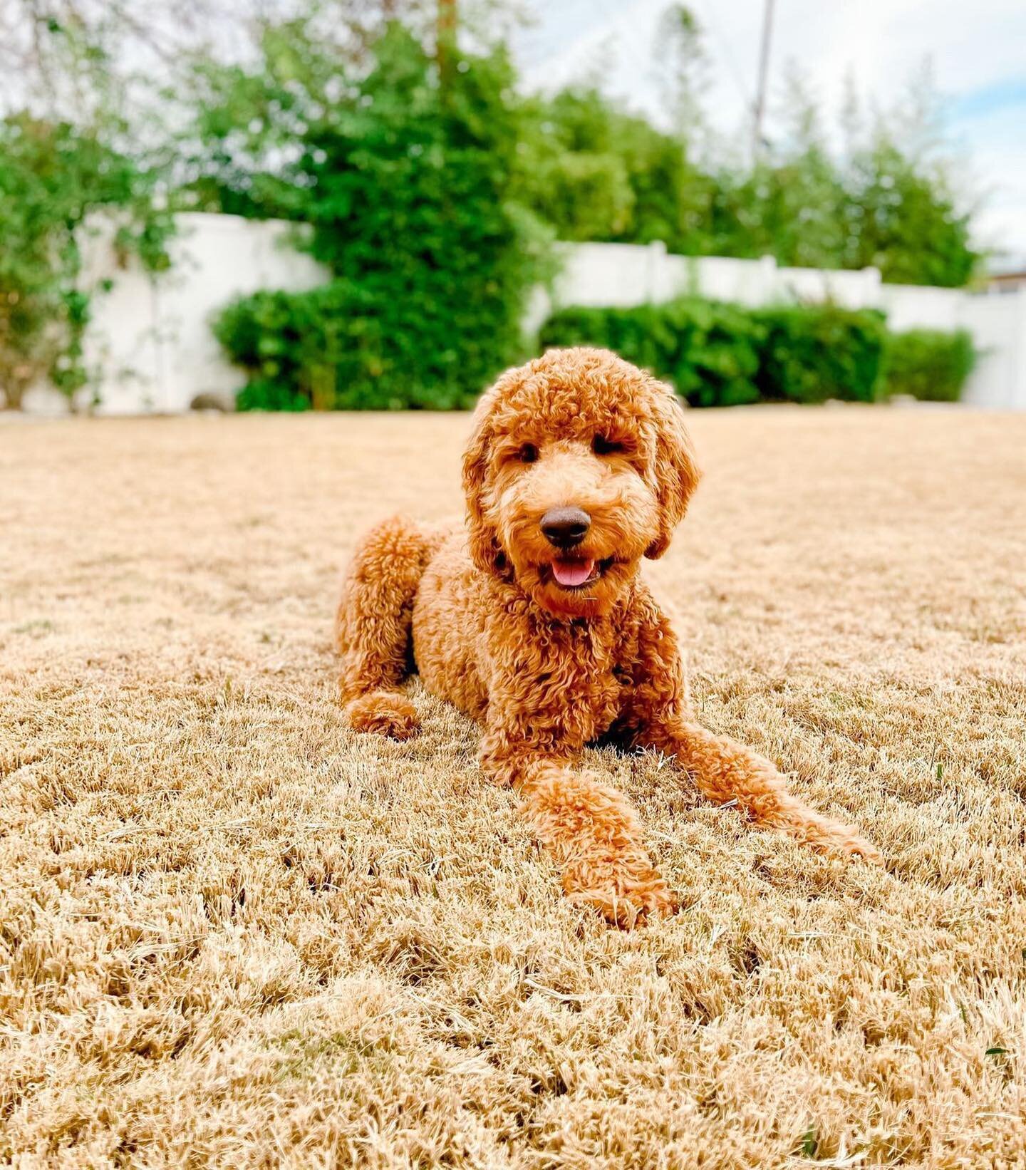 Who&rsquo;s ready for more standards??? We are going to open up deposits. Litter scheduled to arrive around June or July. We have several mommas coming up and have had several requests for standard goldendoodles. The dad will most likely be Jackie Ch