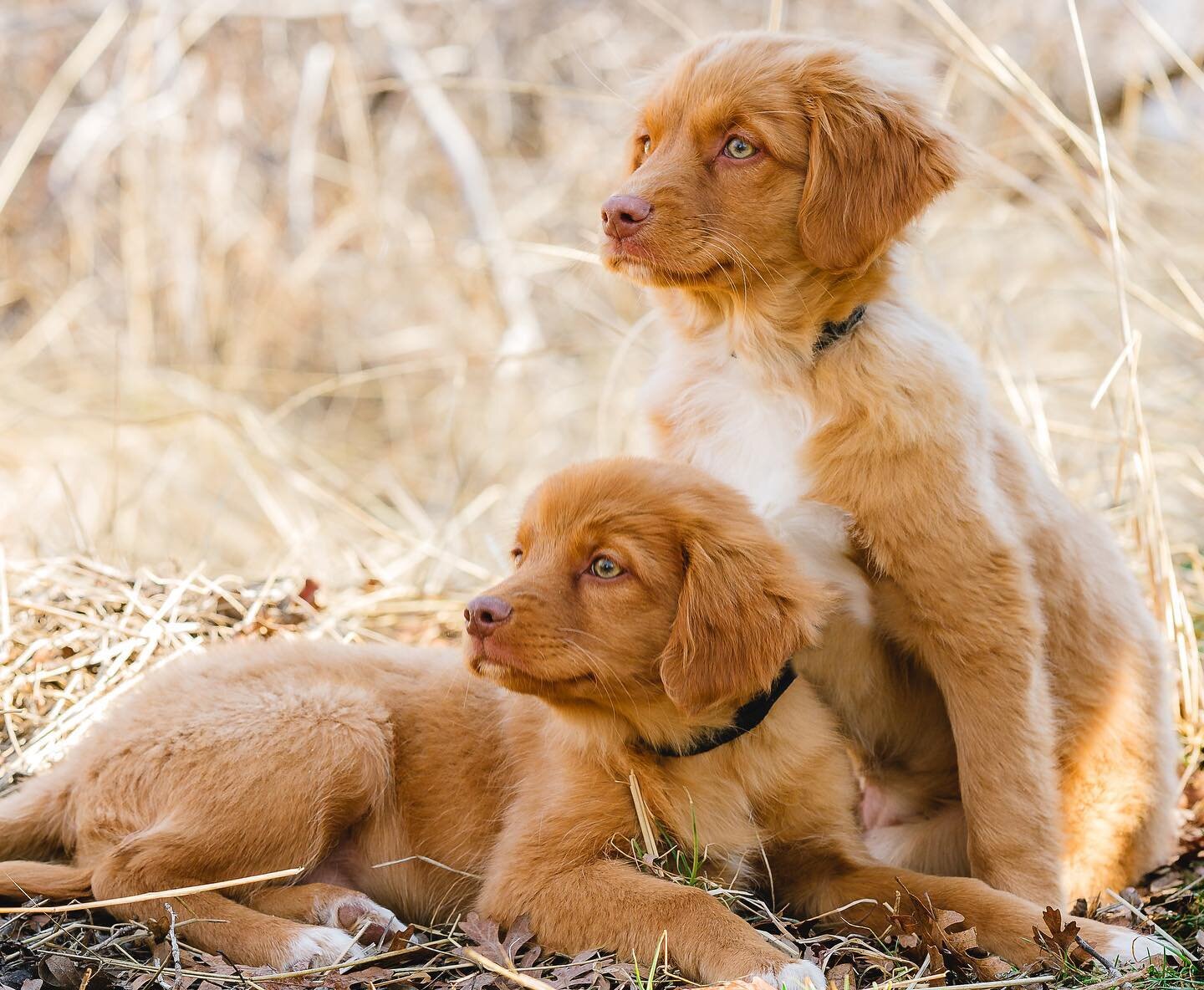 These little girls and STUNNING 🤩 INTRODUCING our Nova Scotia Duck Tolling Retrievers! It&rsquo;s taken us five years to finally line up the perfect combo. We are PRAYING they get to live together for the rest of their lives with an amazing guardian