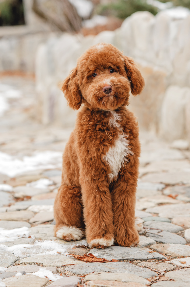 How to Groom Your Doodle