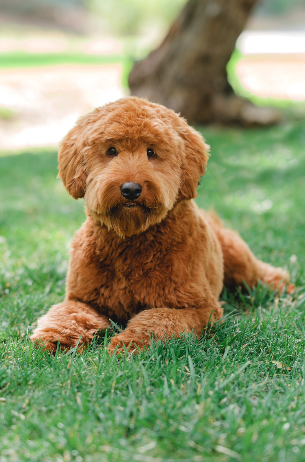 How to Potty Train a Puppy