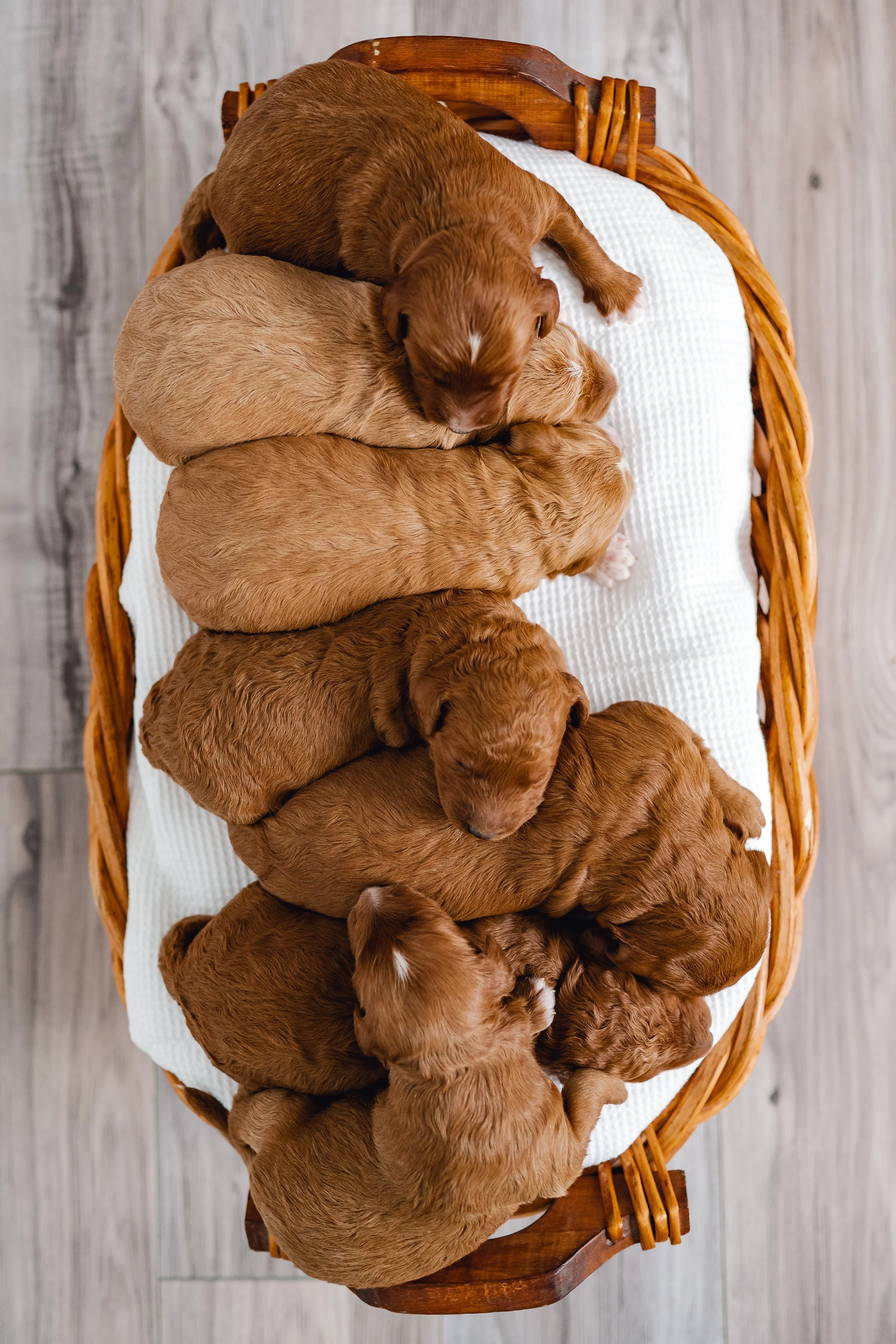 Everything you Need to Know About Puppy Vaccines