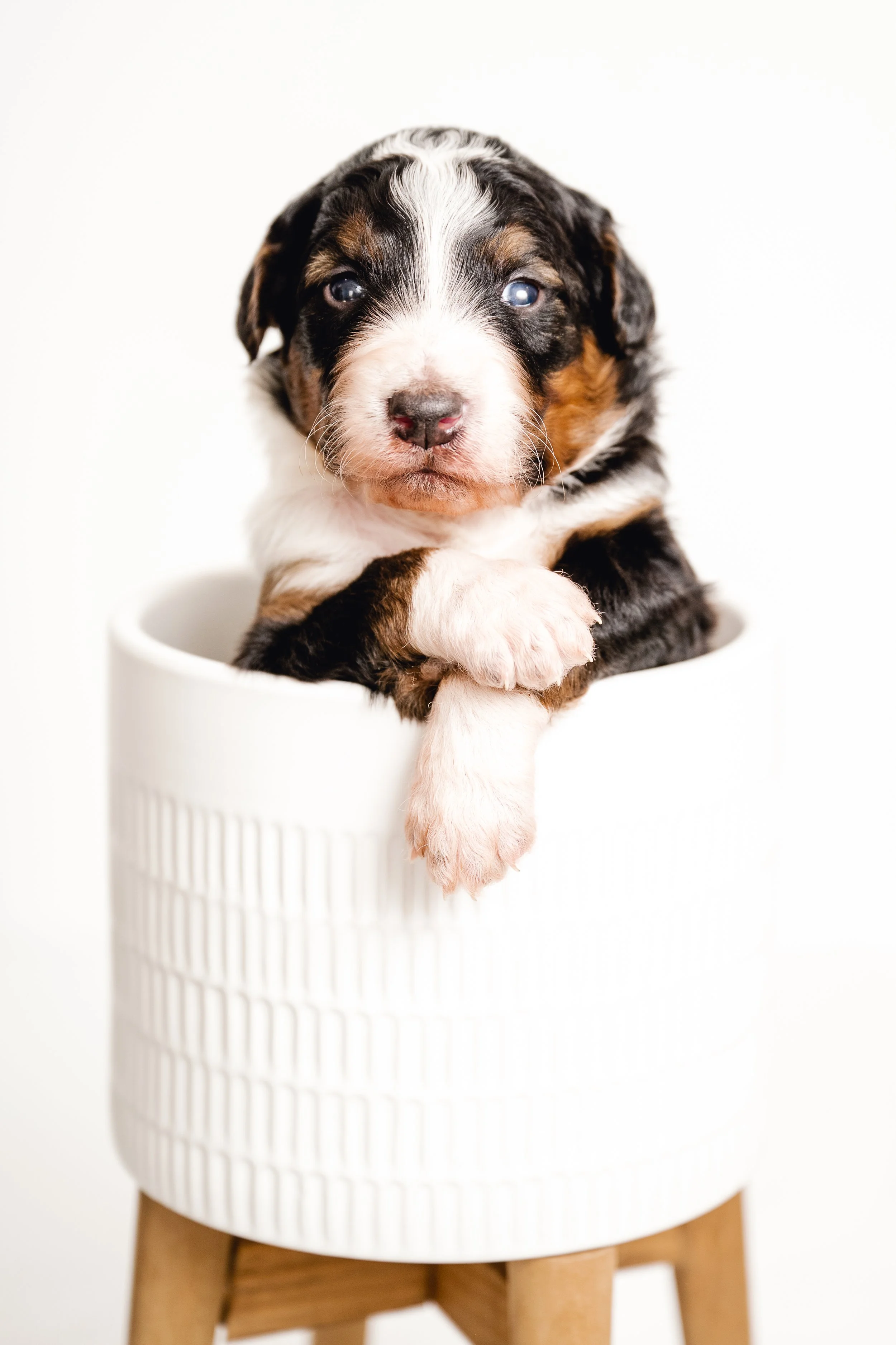 Early Neurological Stimulation (ENS)