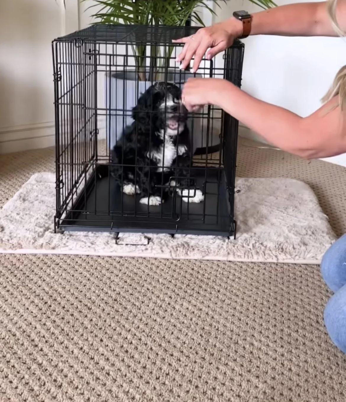 How to Kennel Train a Puppy