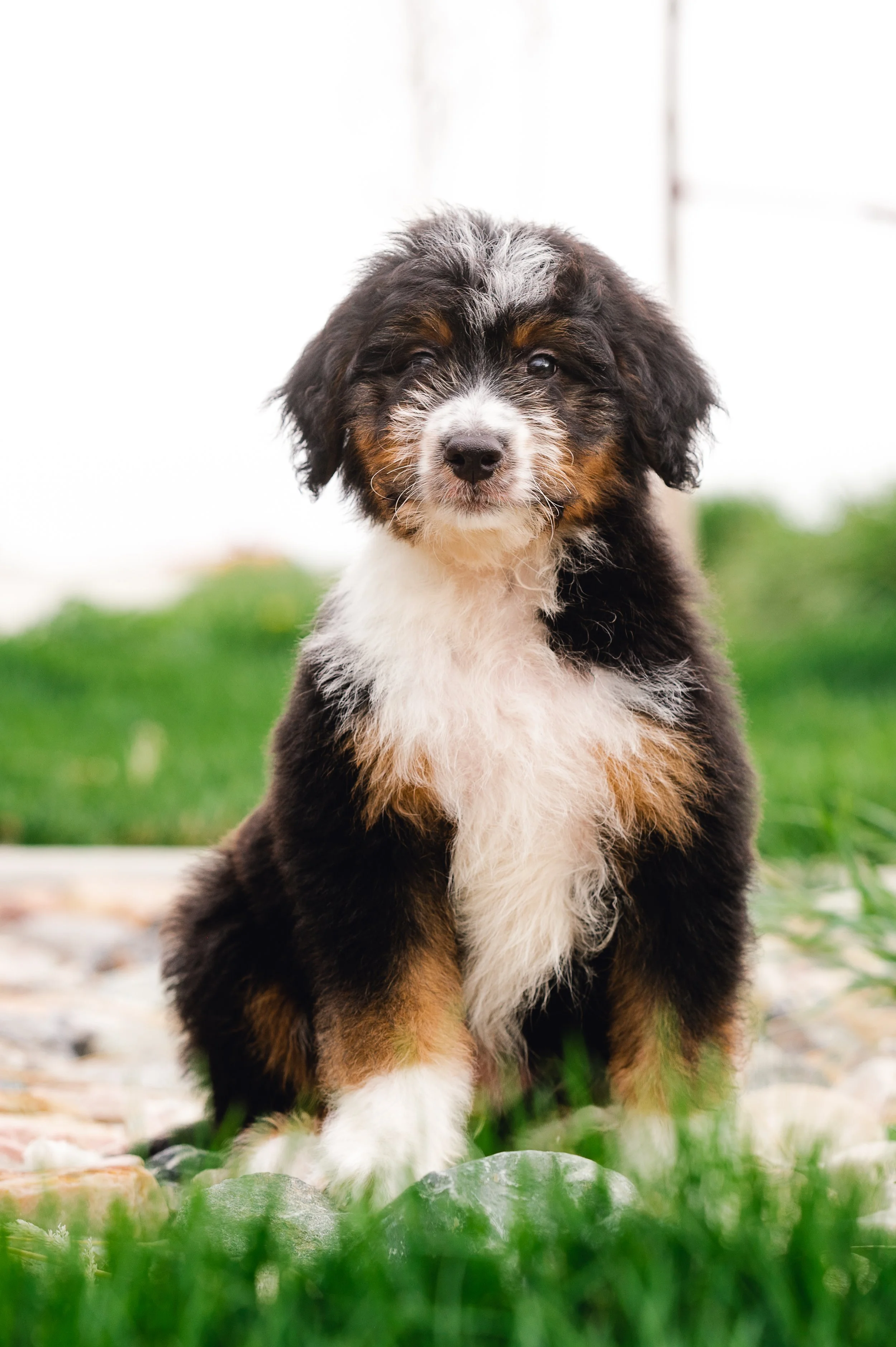 How to Introduce a Puppy to Another Dog at Home
