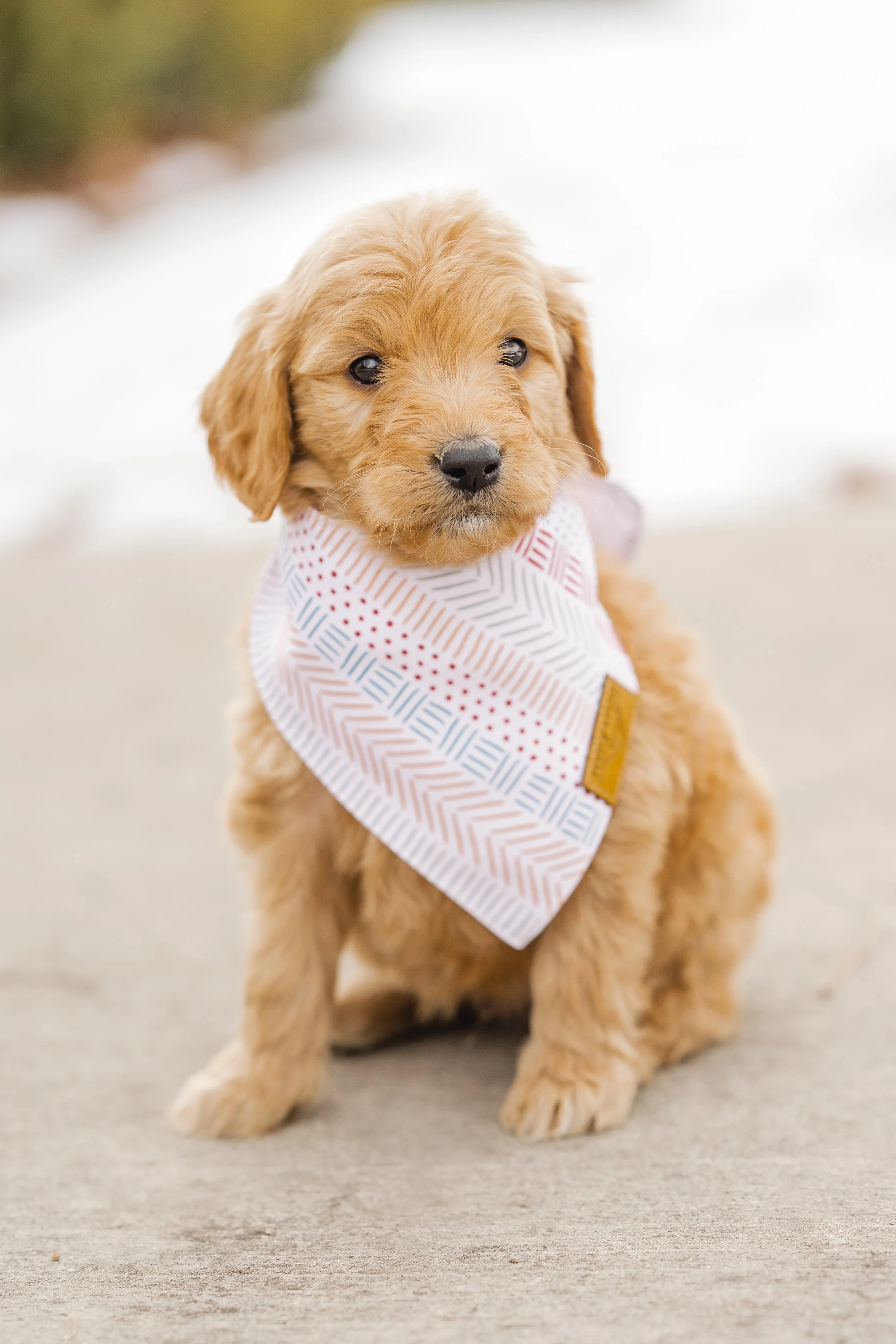 How to Stop a Puppy from Biting &amp; Chewing