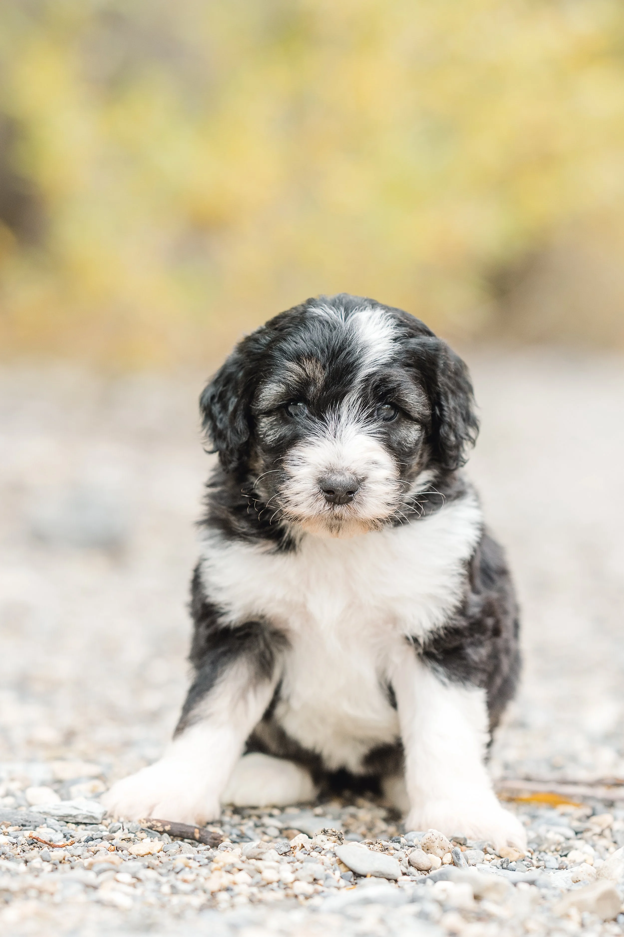 Easy Puppy Routine 101: A Guide to Surviving the First Week with Your New Puppy