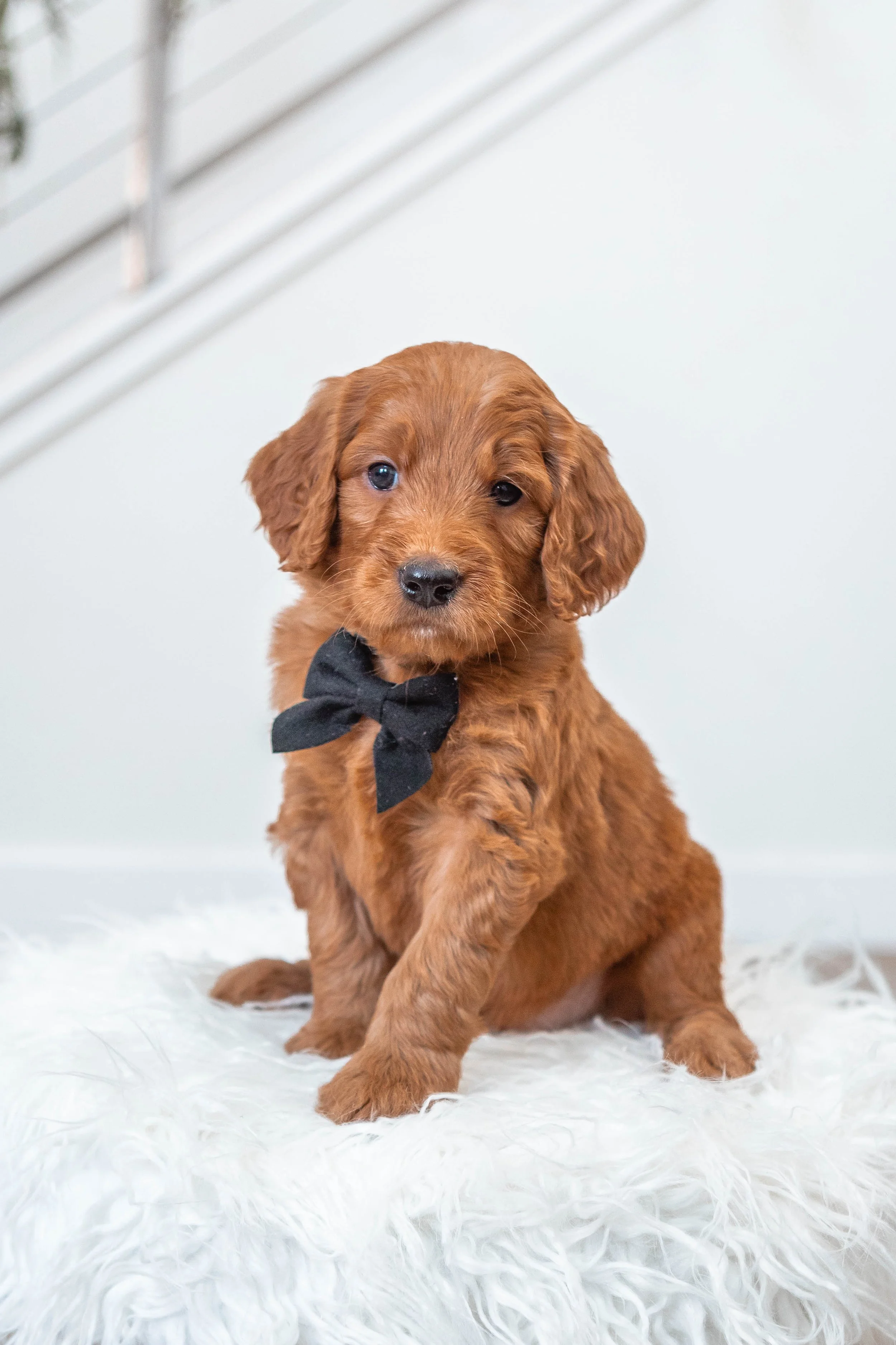 Travel Options for a Puppy