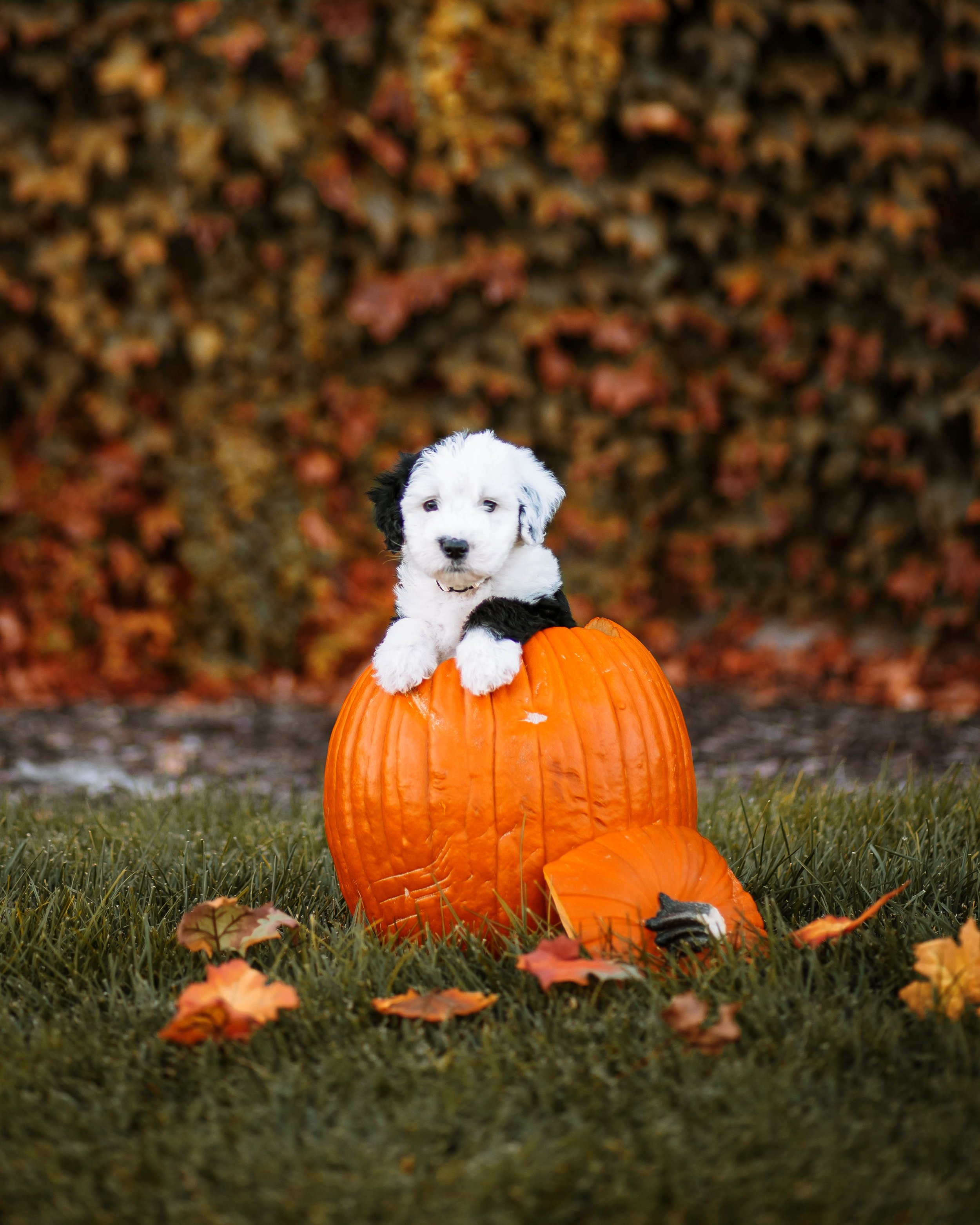 Tips for Helping a Dog with Separation Anxiety