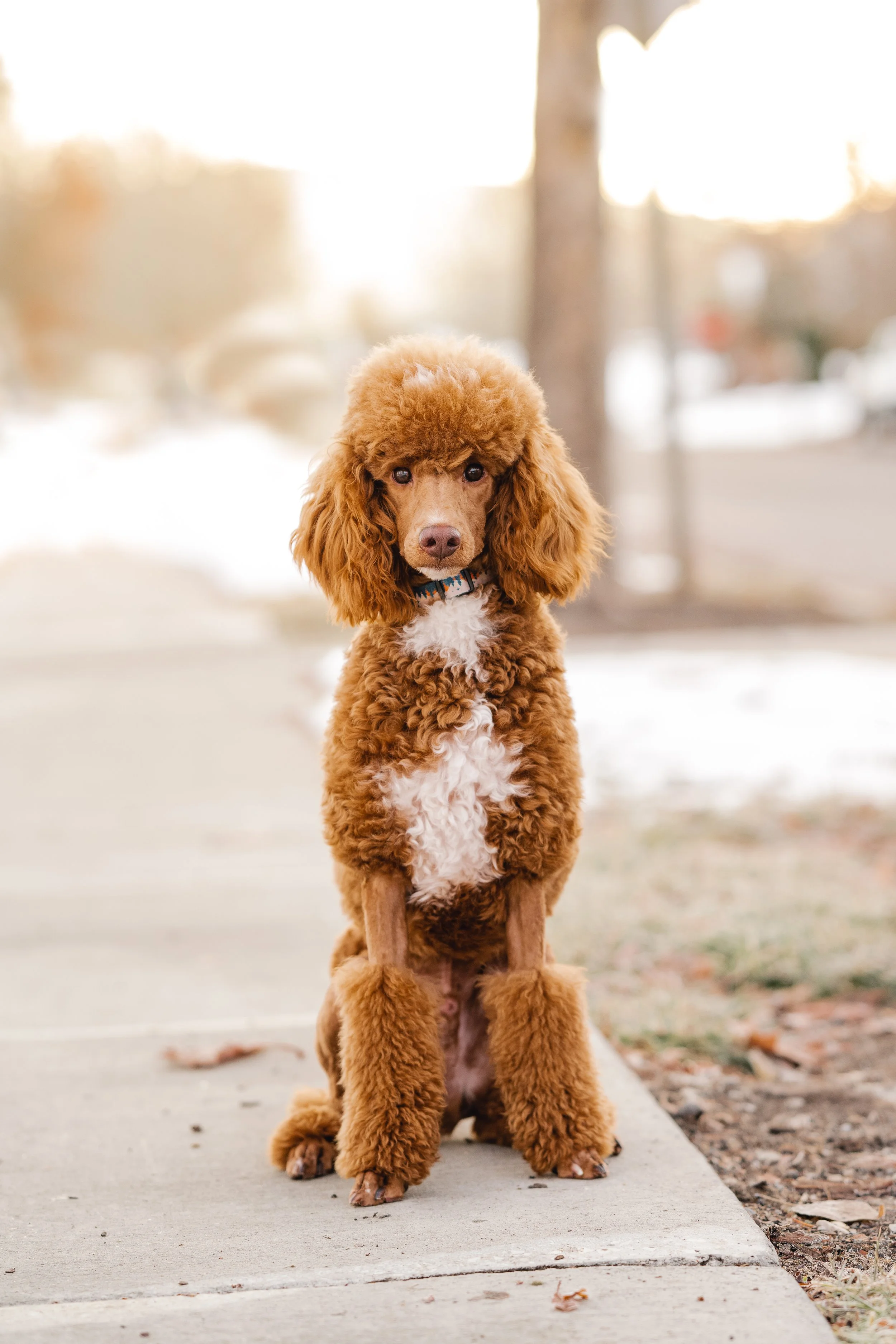 Puppy Enrichment Activities